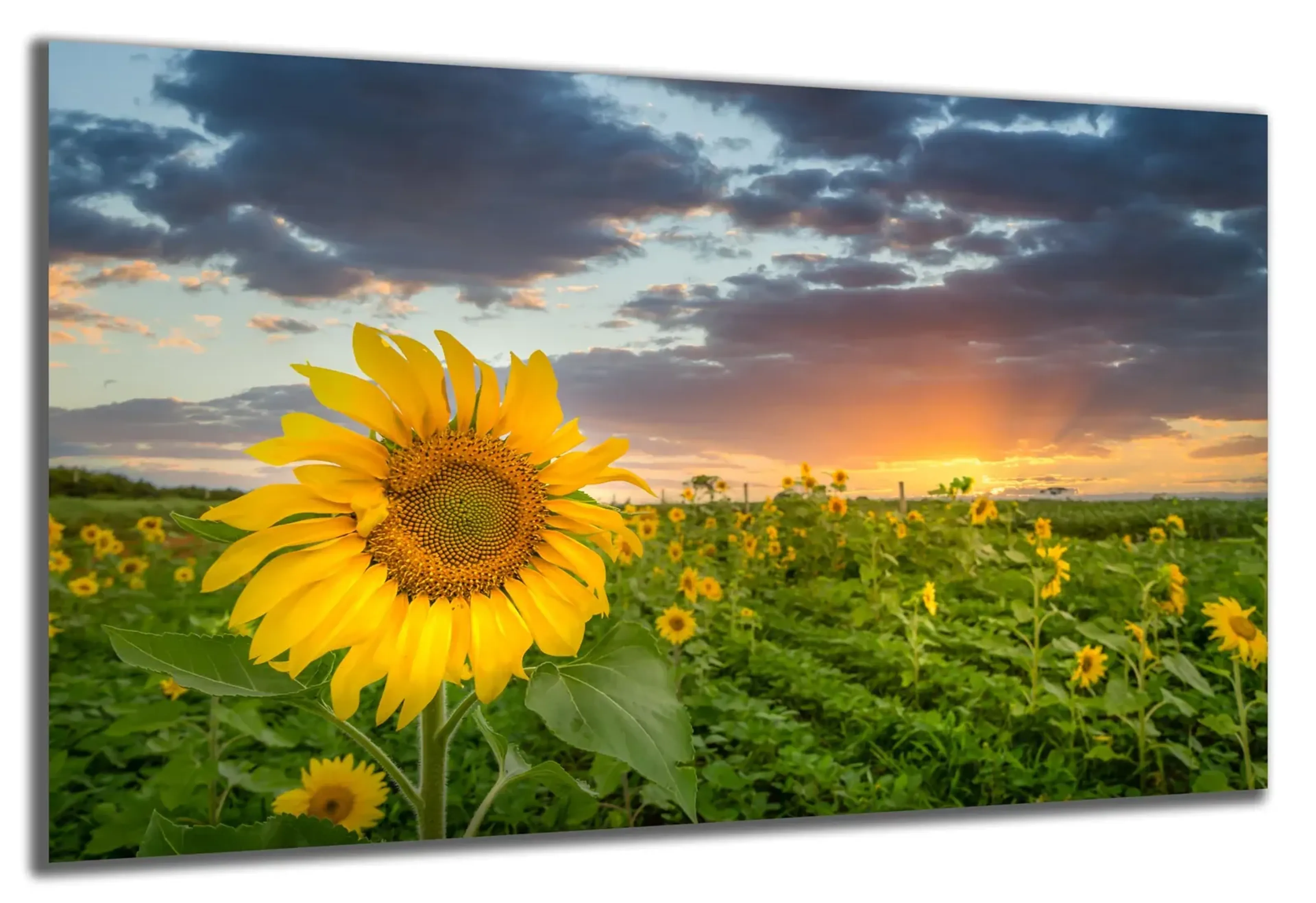 Sonnenblume im Abendlicht – Ansicht 5