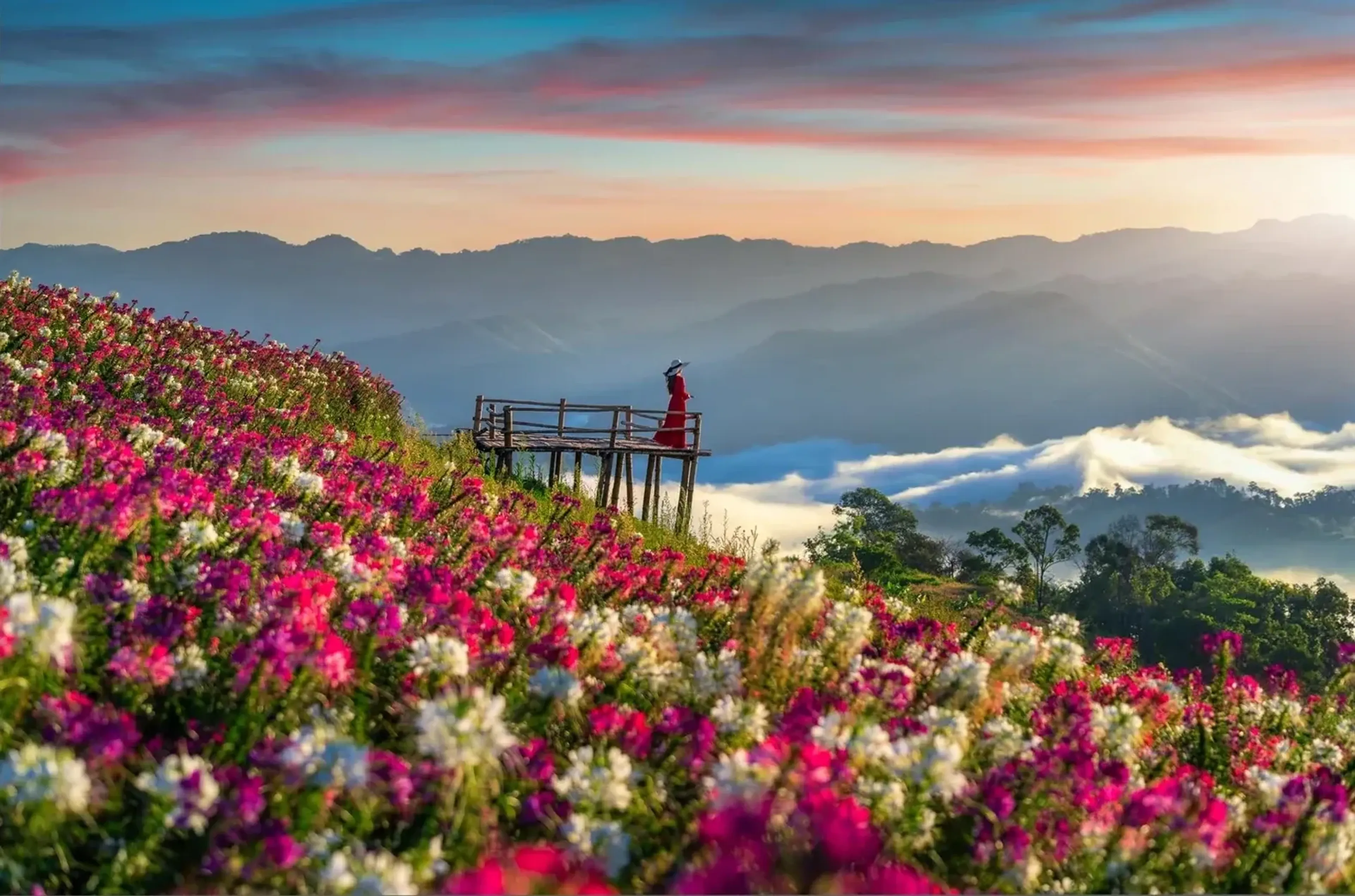 Rosa und weiße Blumen am Hang, eine Person auf einer Holzplattform und neblige Berge unter pastellfarbenem Himmel.