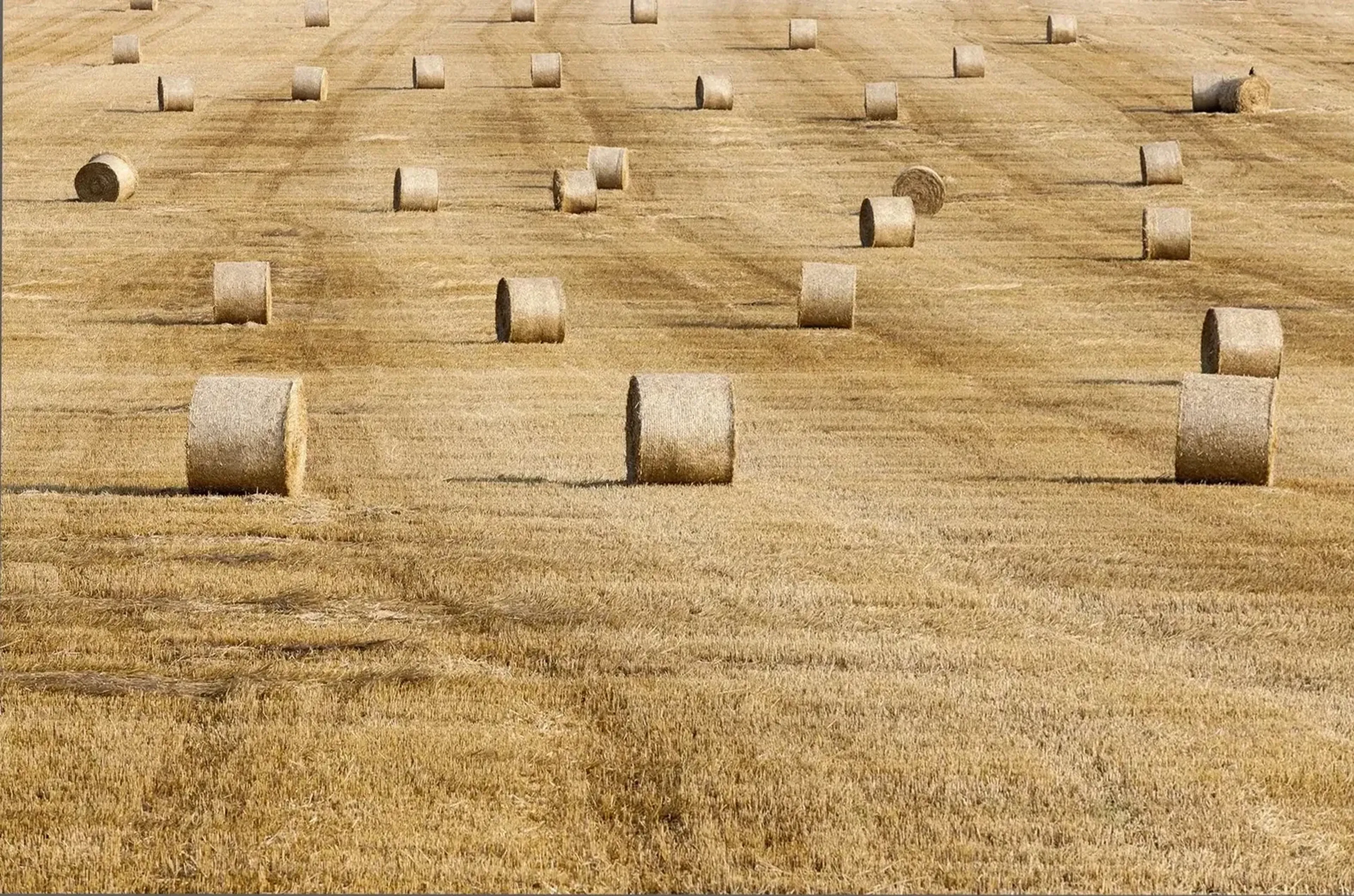 Zahlreiche runde Strohballen liegen auf einem goldbraunen, abgeernteten Feld mit sichtbaren Fahrspuren.