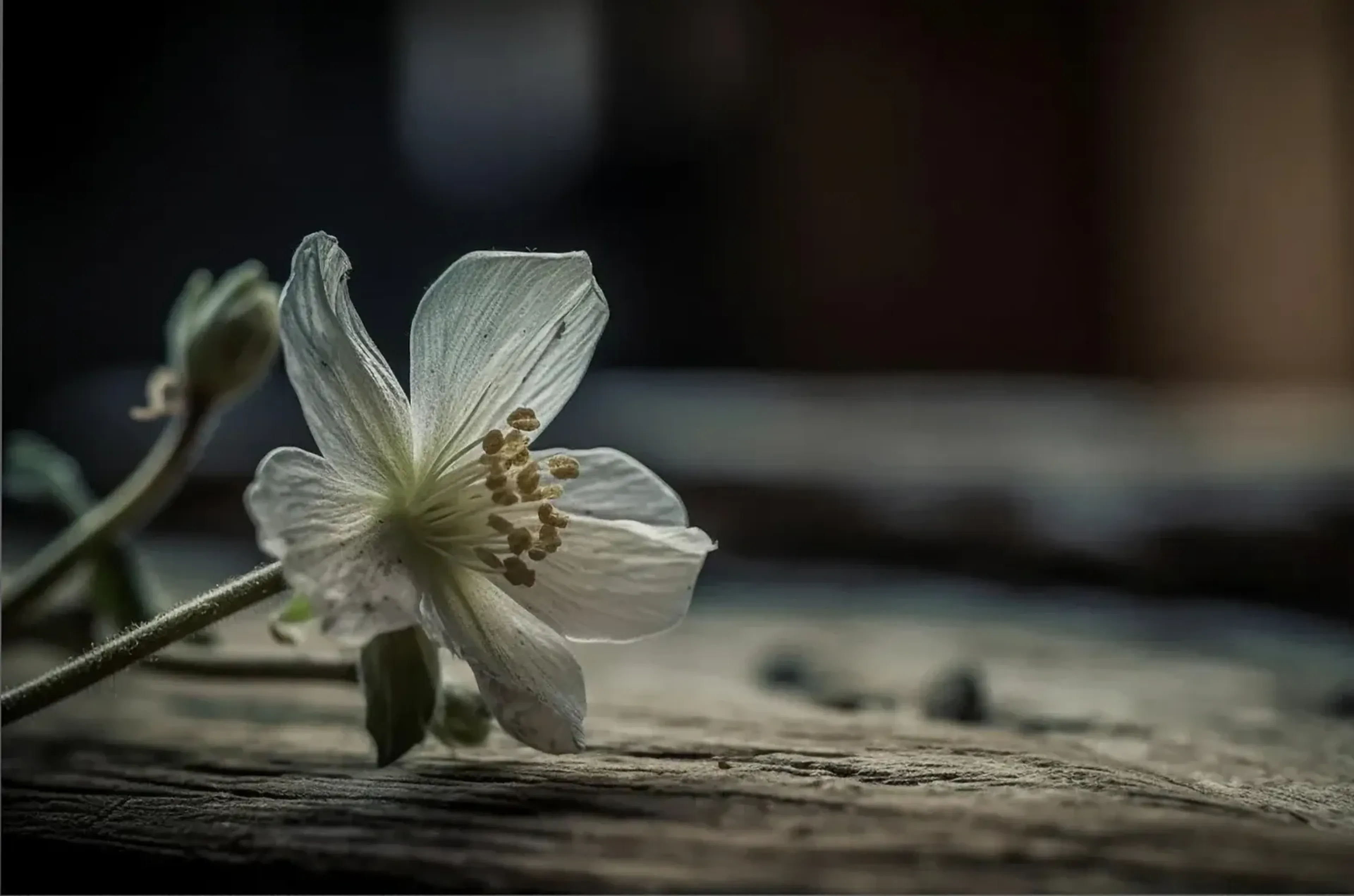 Eine weiße Blüte mit sichtbaren Staubblättern liegt auf rauem Holz vor einem dunklen, unscharfen Hintergrund.