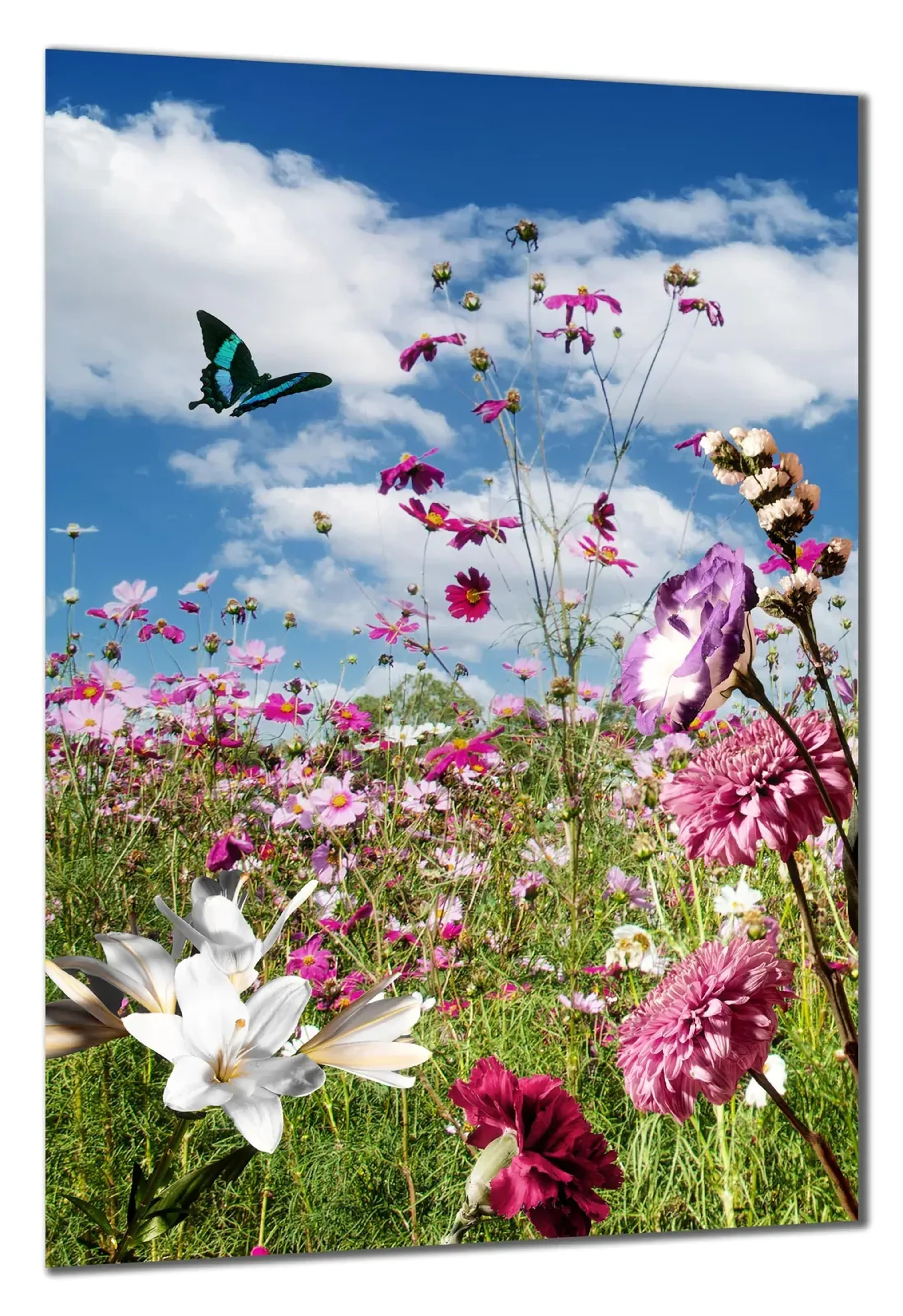 Blumenwiese mit Schmetterling – Ansicht 5