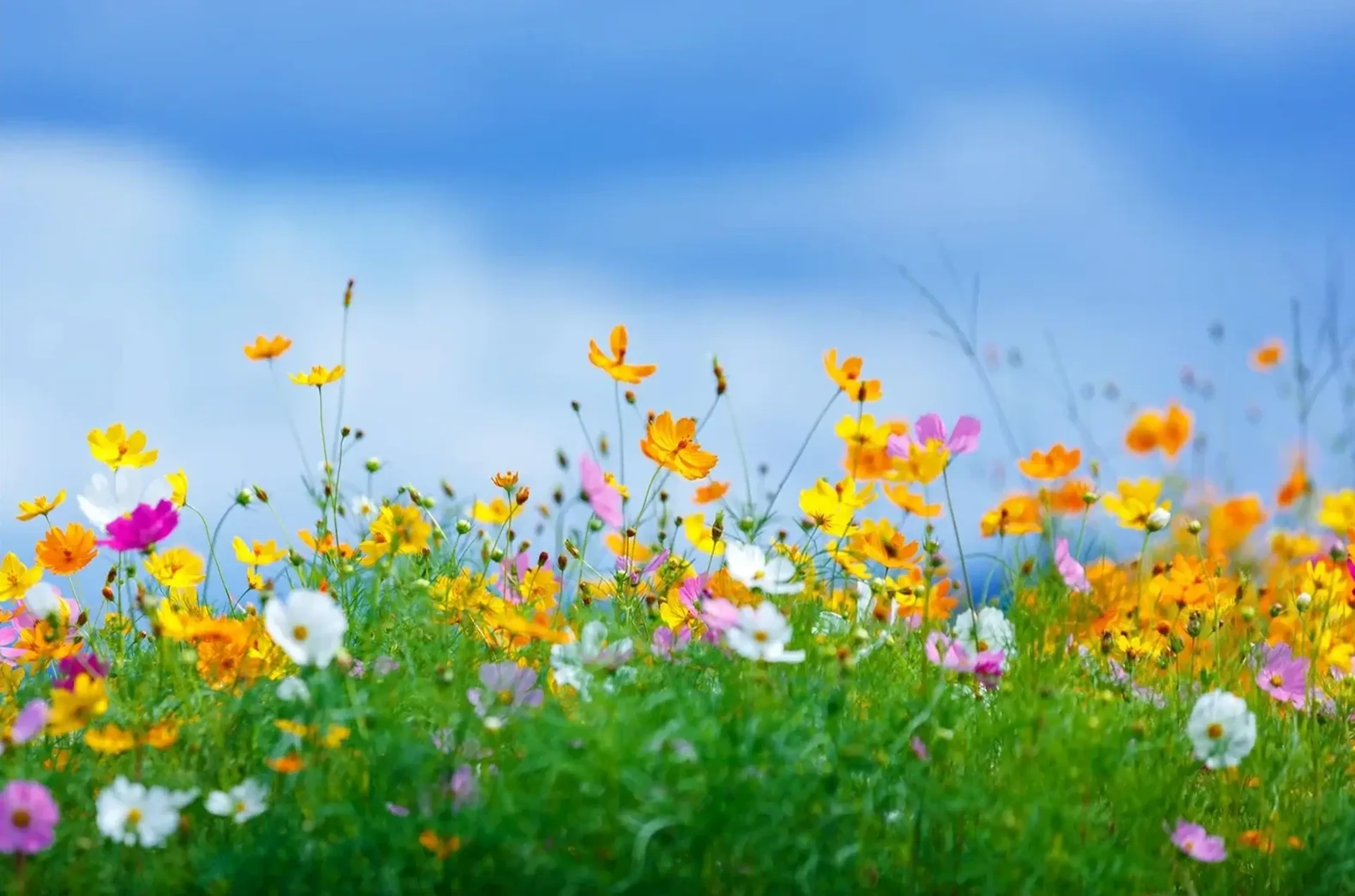 Gelbe, orangefarbene, rosa und weiße Blumen auf einer grünen Wiese vor weich verschwommenem blauem Himmel.