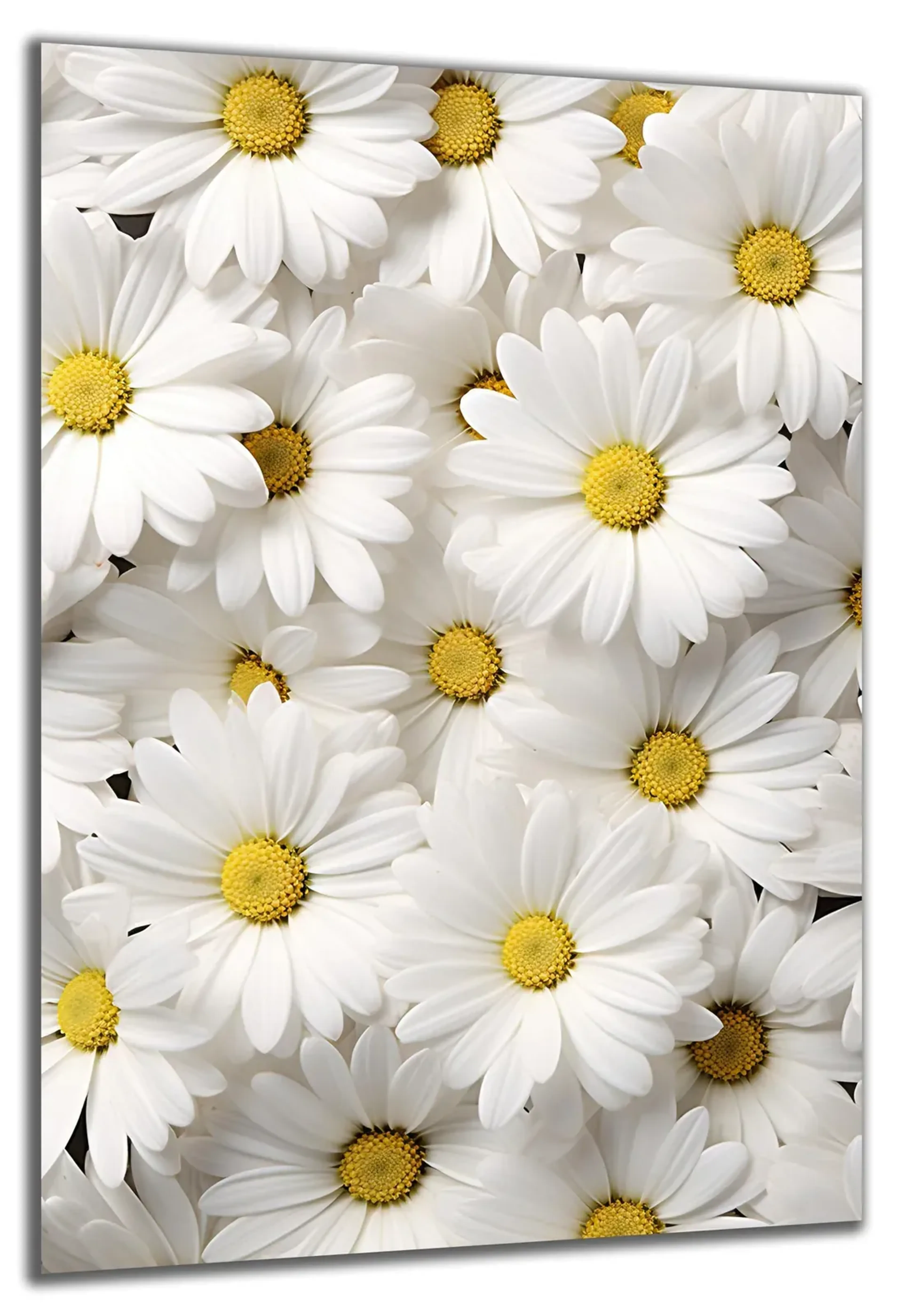 Gänseblümchen in Weiß – Ansicht 5