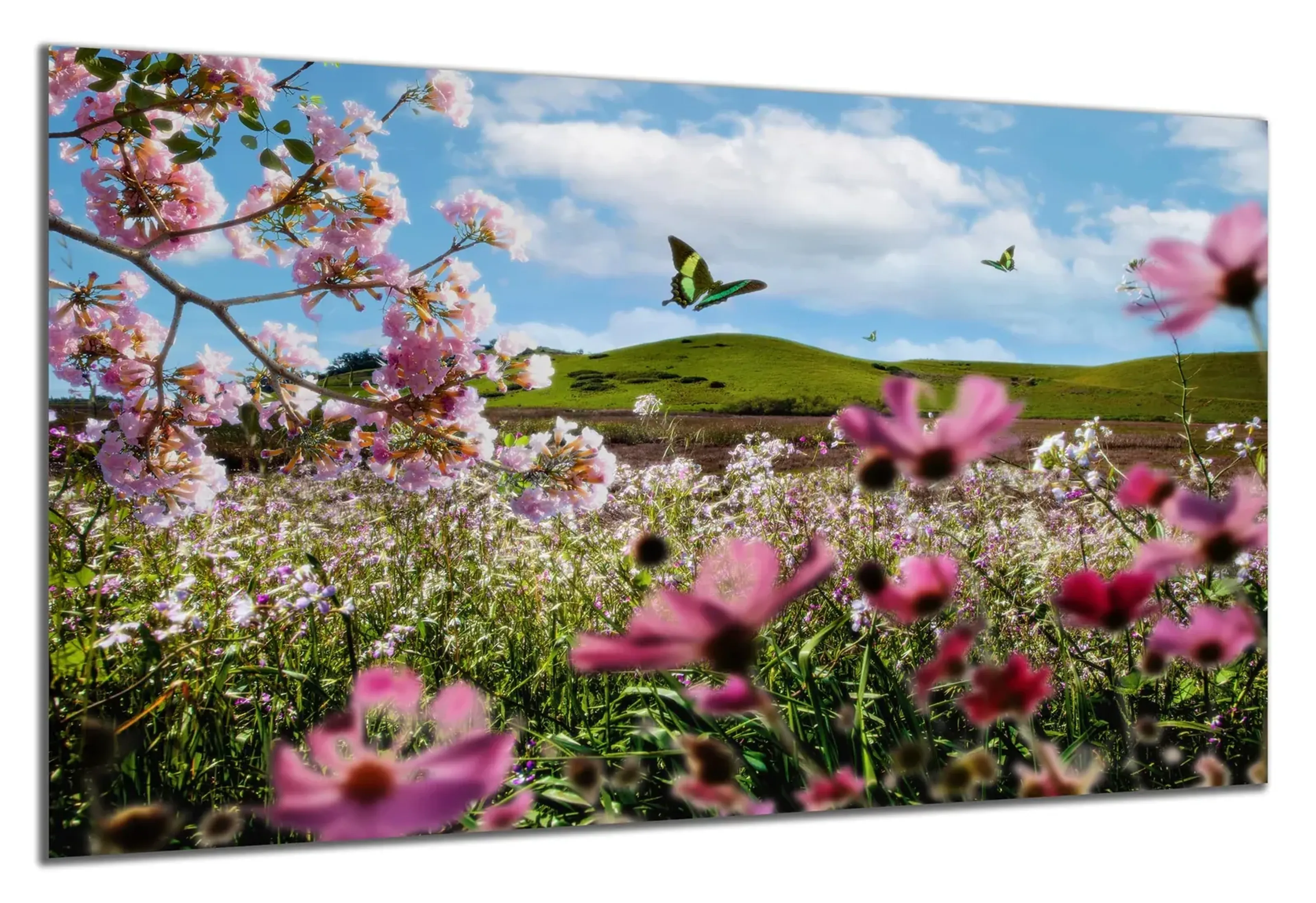 Rosa Blüten und Schmetterlinge – Ansicht 5