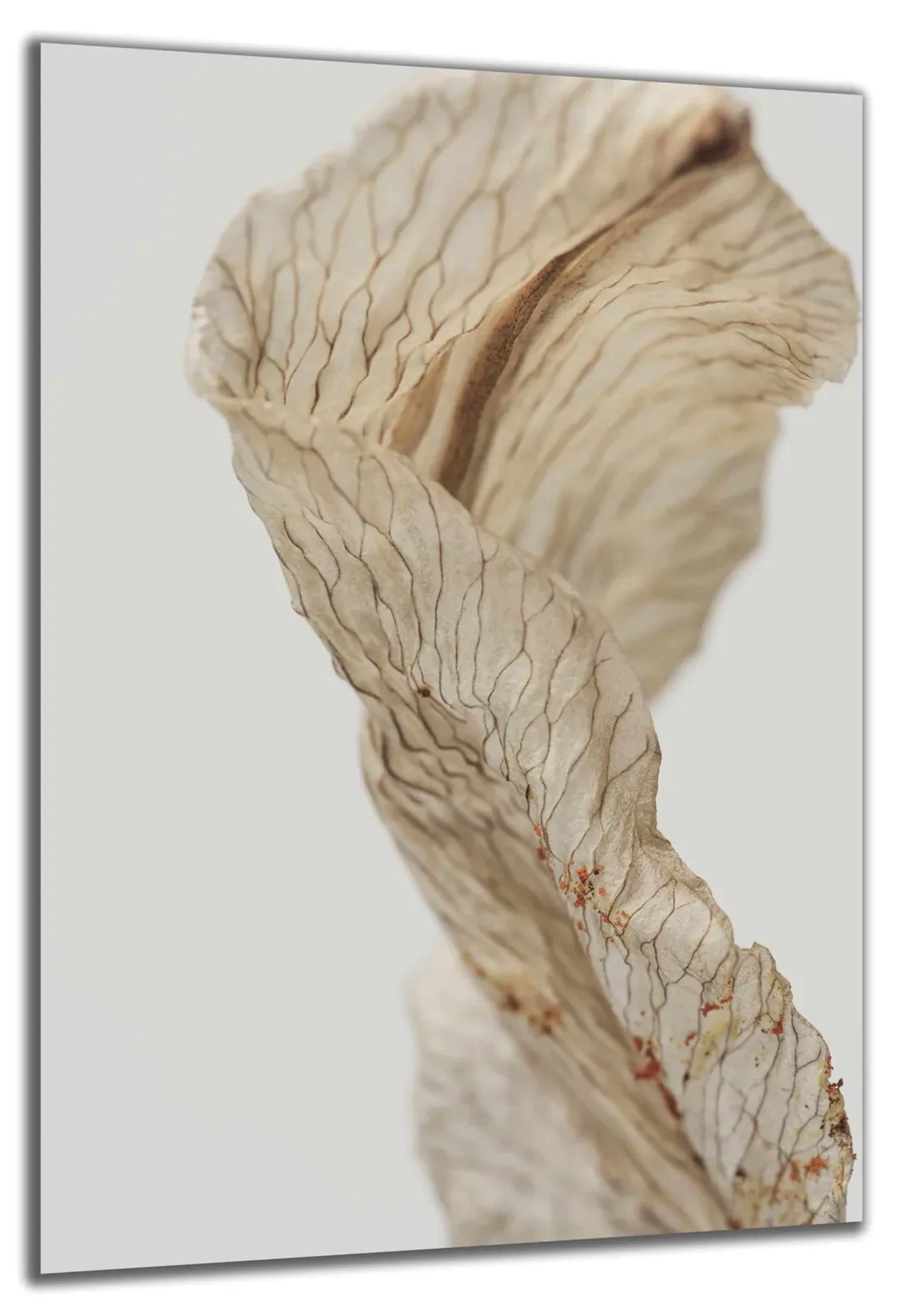 Getrocknetes Blatt – Ansicht 5