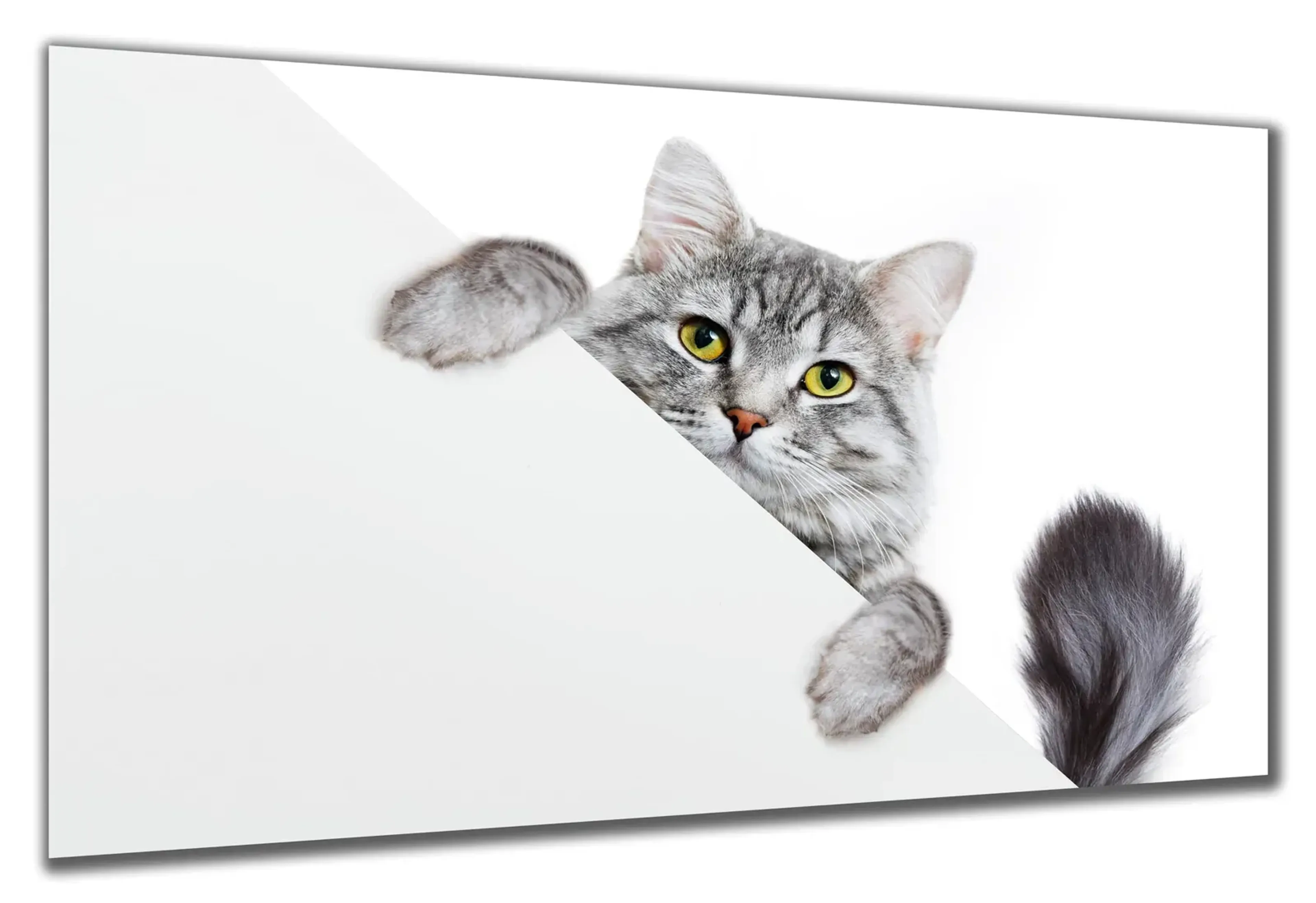 Katze hinter weißer Kante – Ansicht 5