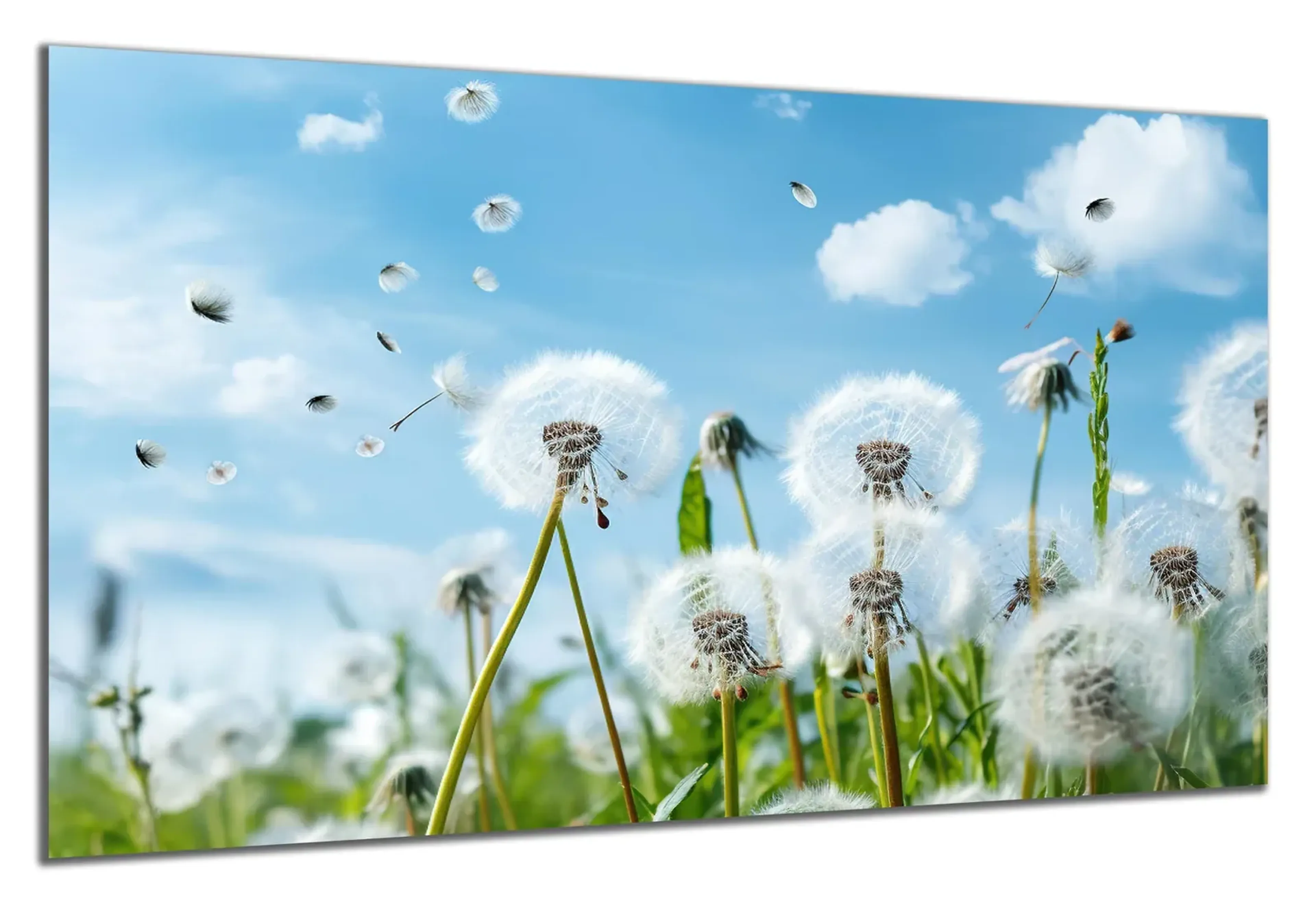 Pusteblumen unter blauem Himmel – Ansicht 5