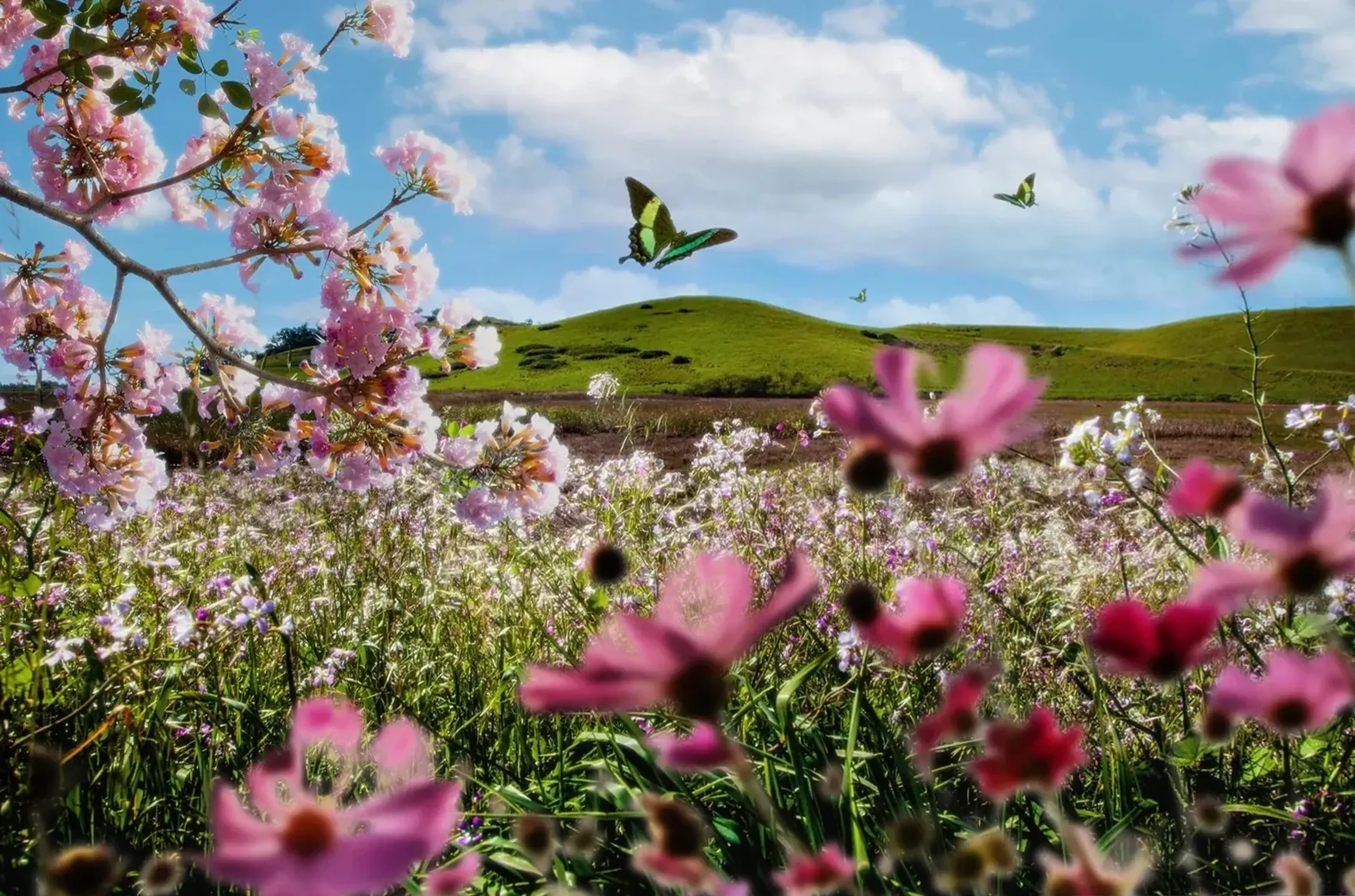 Rosa Blüten und Schmetterlinge über einer Blumenwiese mit grünen Hügeln unter blauem Himmel.