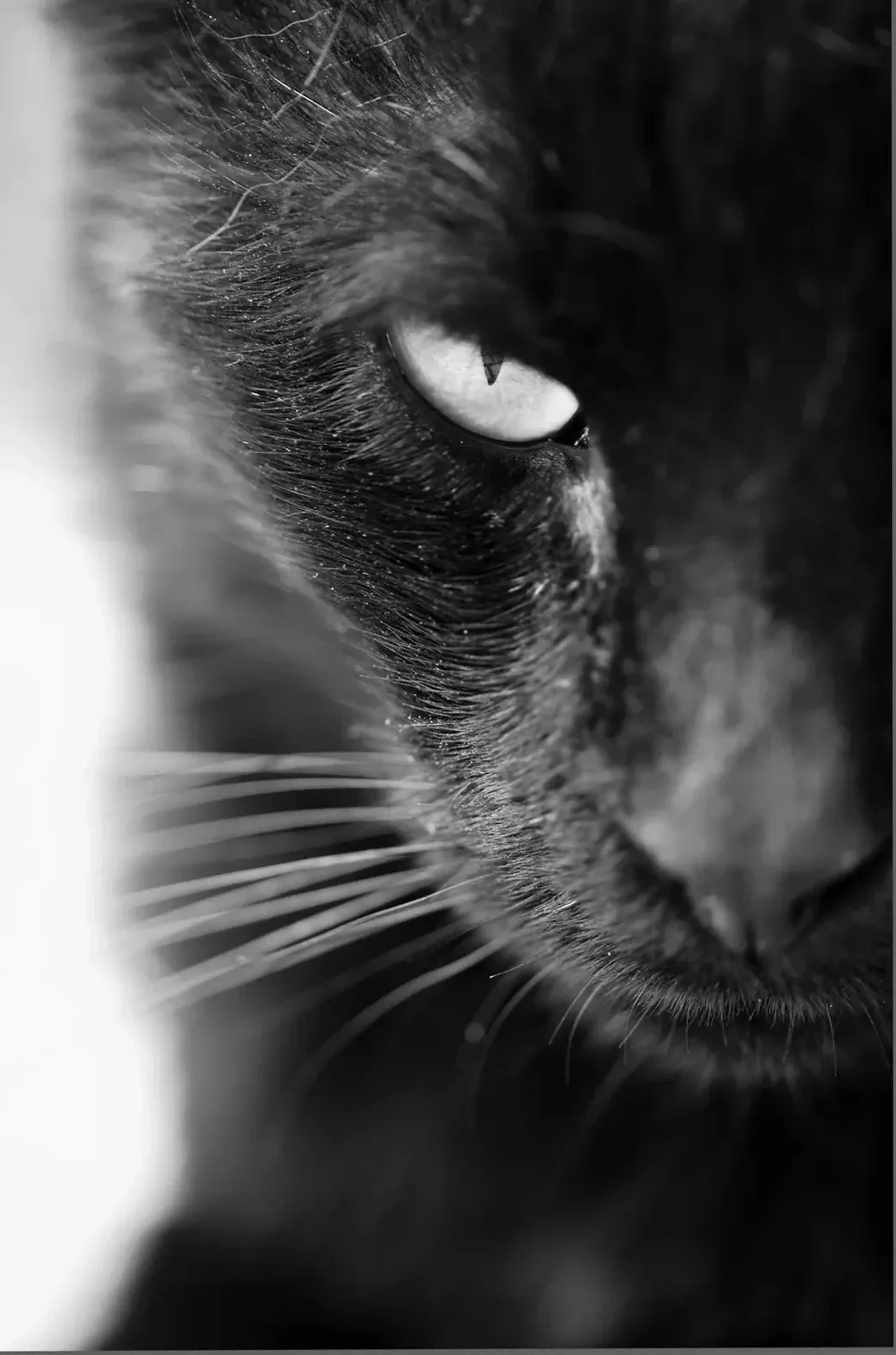 Schwarz-Weiß-Nahaufnahme einer schwarzen Katze mit einem hellen Auge und weißen Schnurrhaaren vor dunklem Fell.