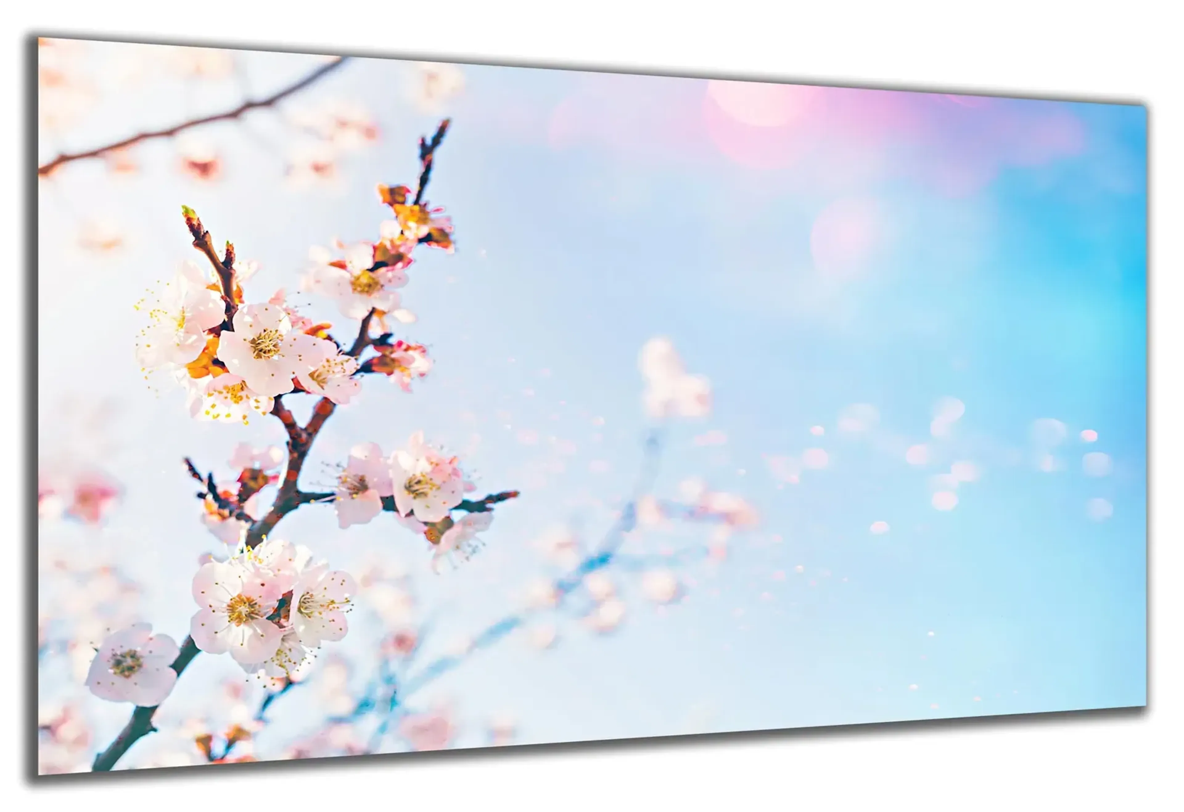 Kirschblüten im Licht – Ansicht 5