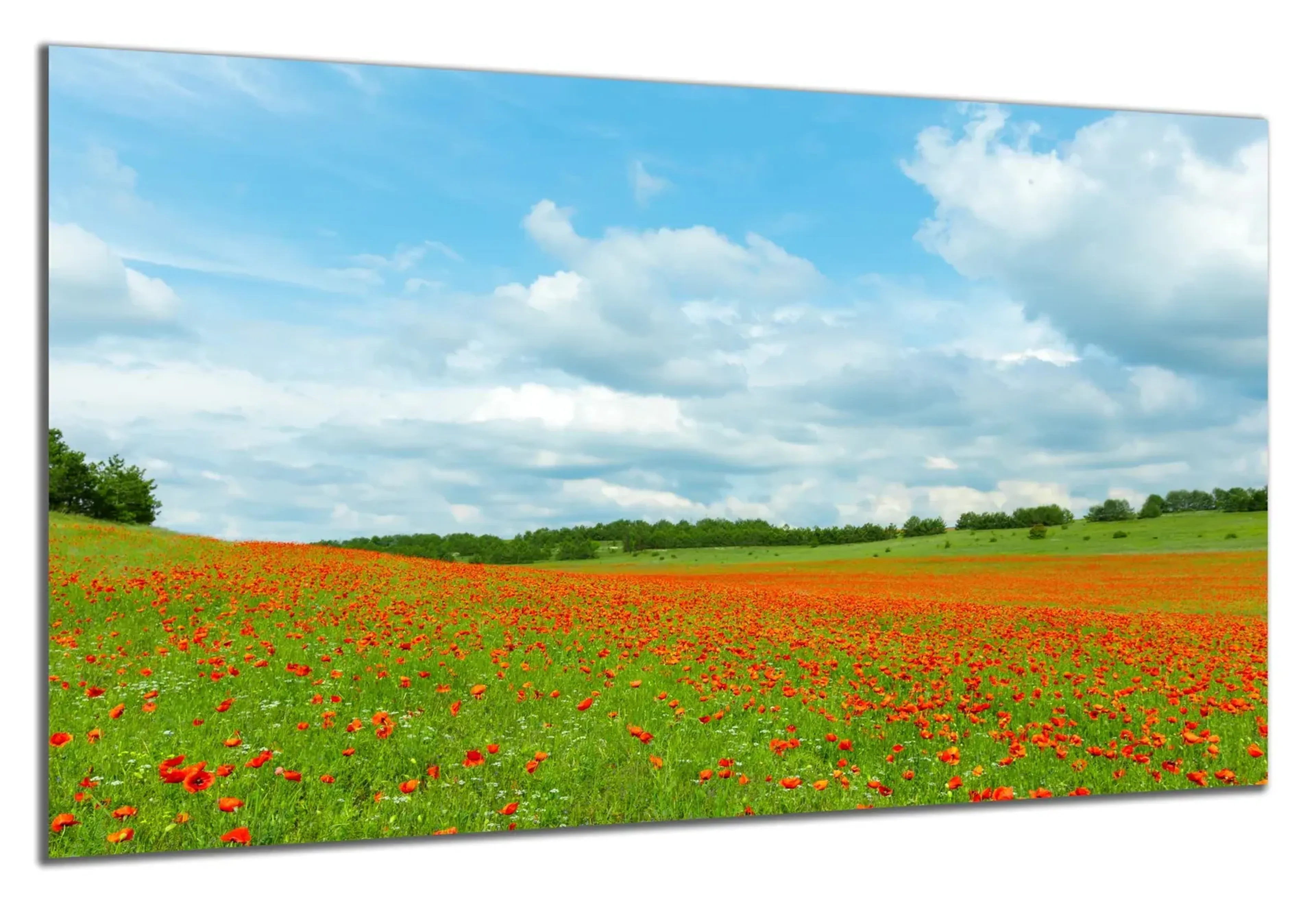 Weite Mohnwiese – Ansicht 5