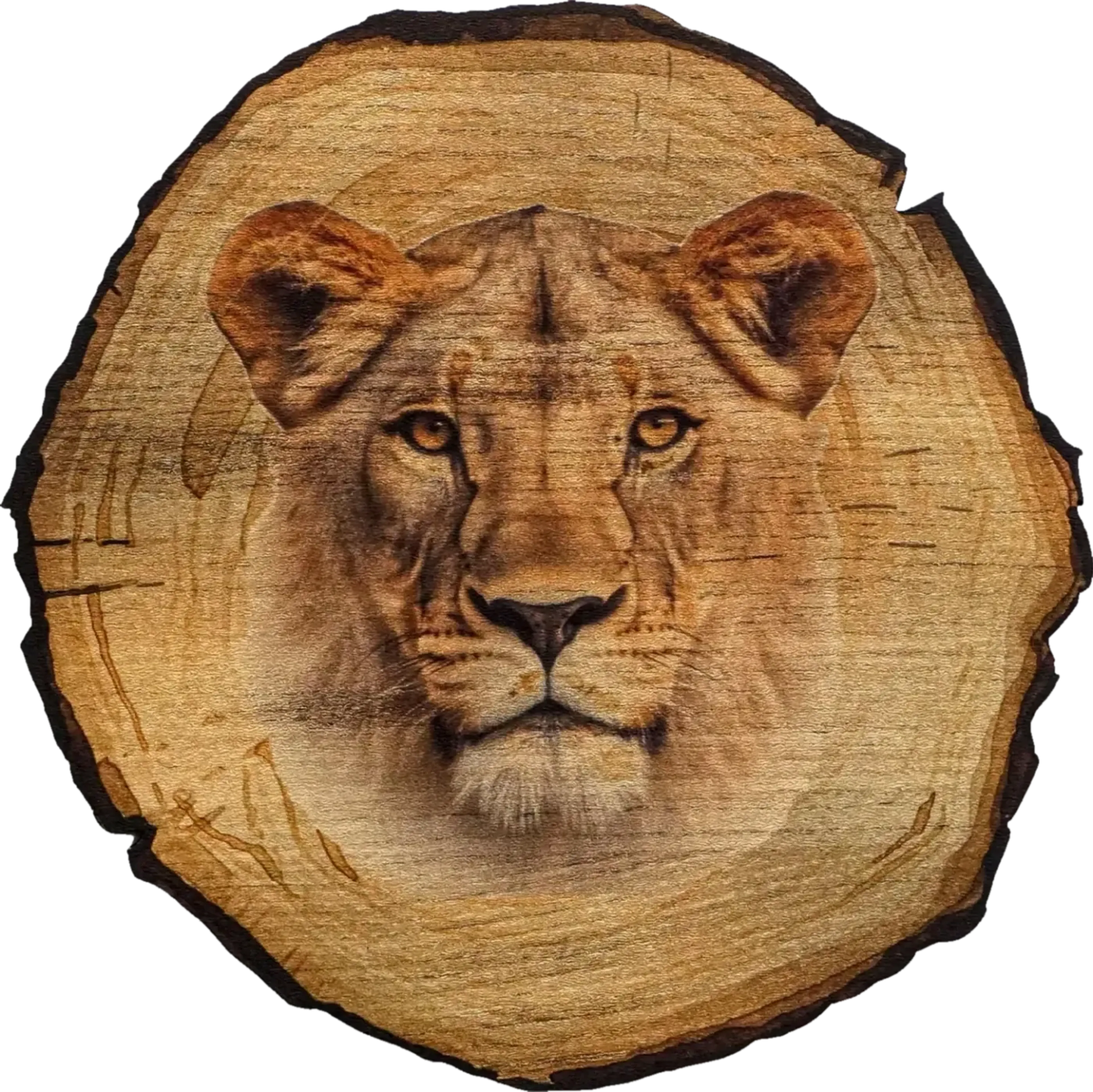 Löwin mit goldfarbenen Augen und sandbraunem Fell auf einem runden Hintergrund in Holzoptik.