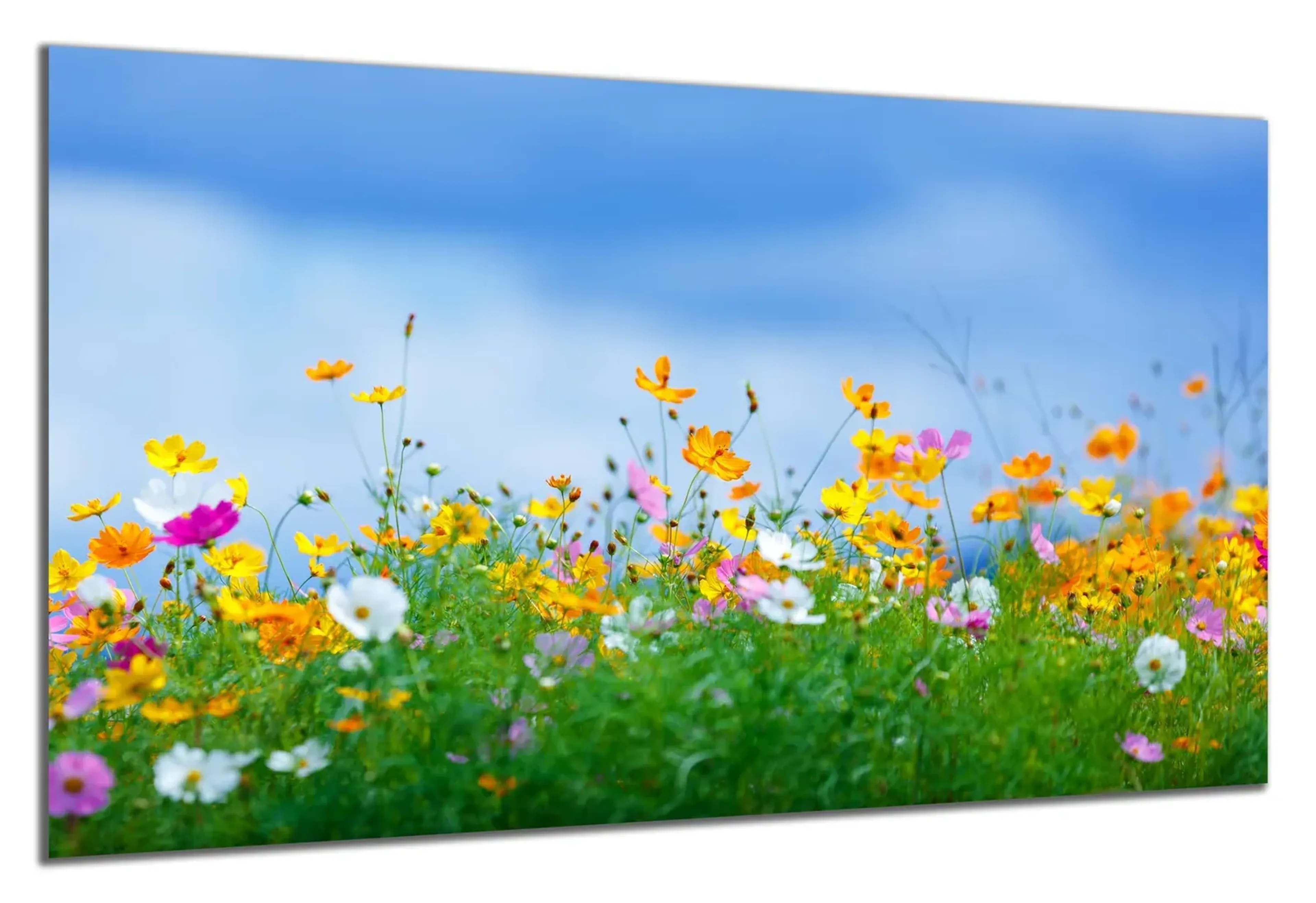 Bunte Blumenwiese – Ansicht 5