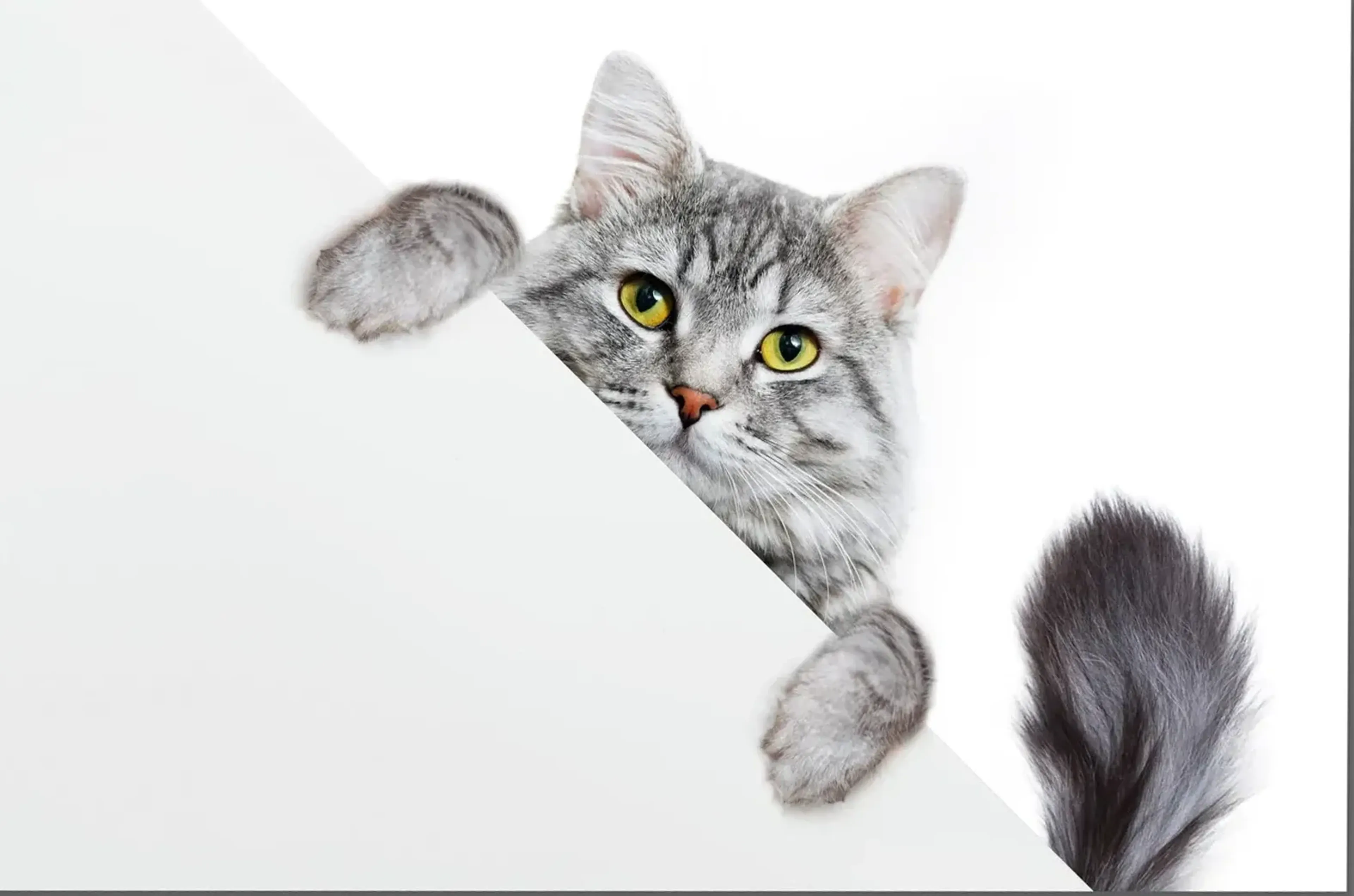 Eine graue Katze schaut hinter einer schrägen weißen Kante hervor; Pfoten und buschiger Schwanz sind sichtbar.