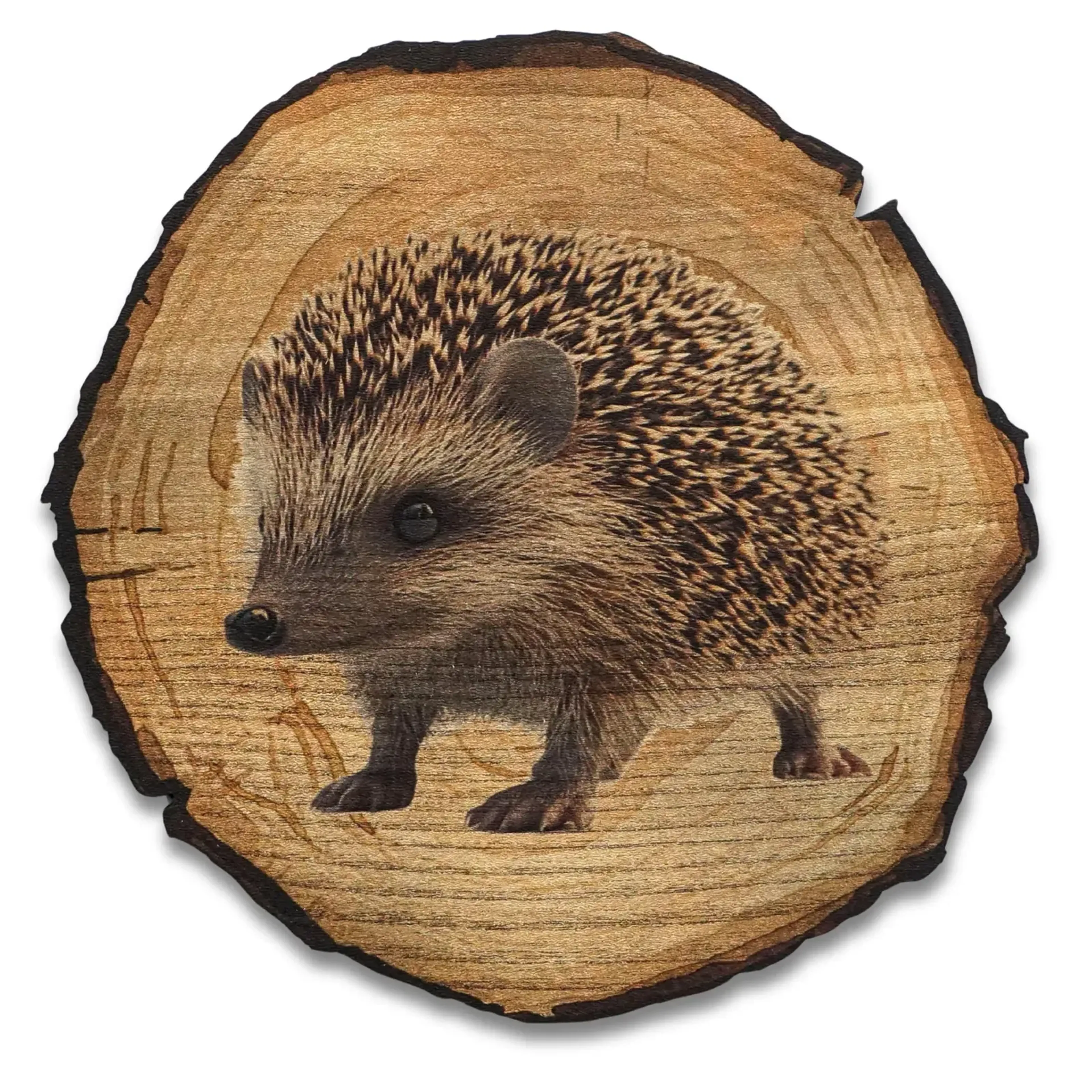 Igel auf kleinen Pfoten – Ansicht 5