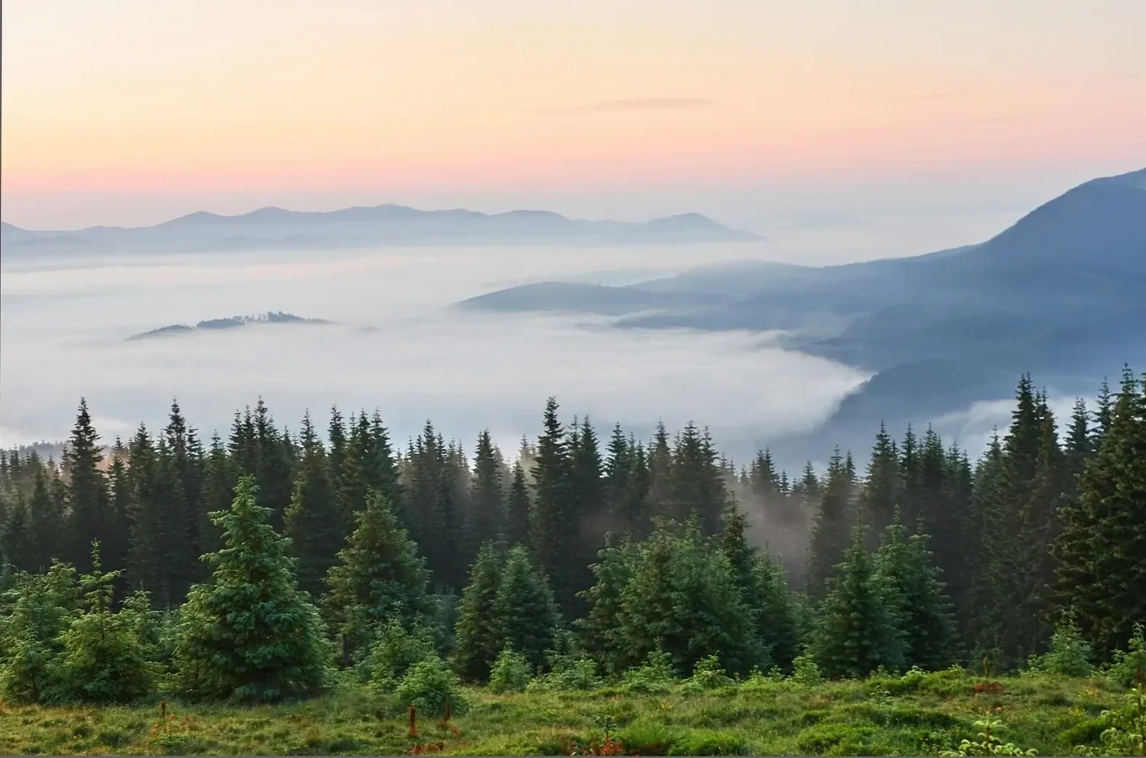 Grüner Nadelwald vor einem nebelgefüllten Tal mit blauen Bergrücken und einem rosa-apricotfarbenen Himmel.