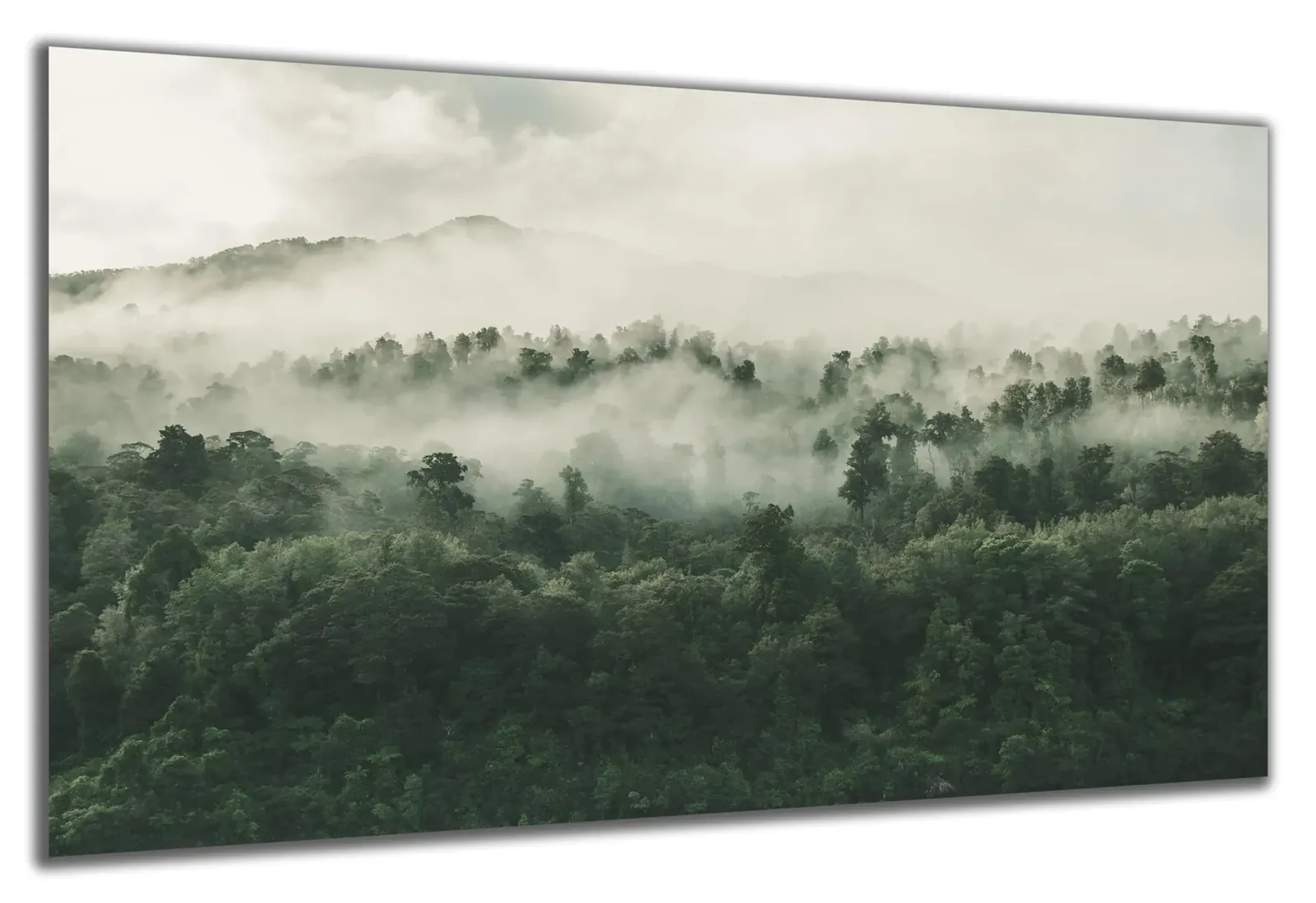 Baumkronen im Nebel – Ansicht 5
