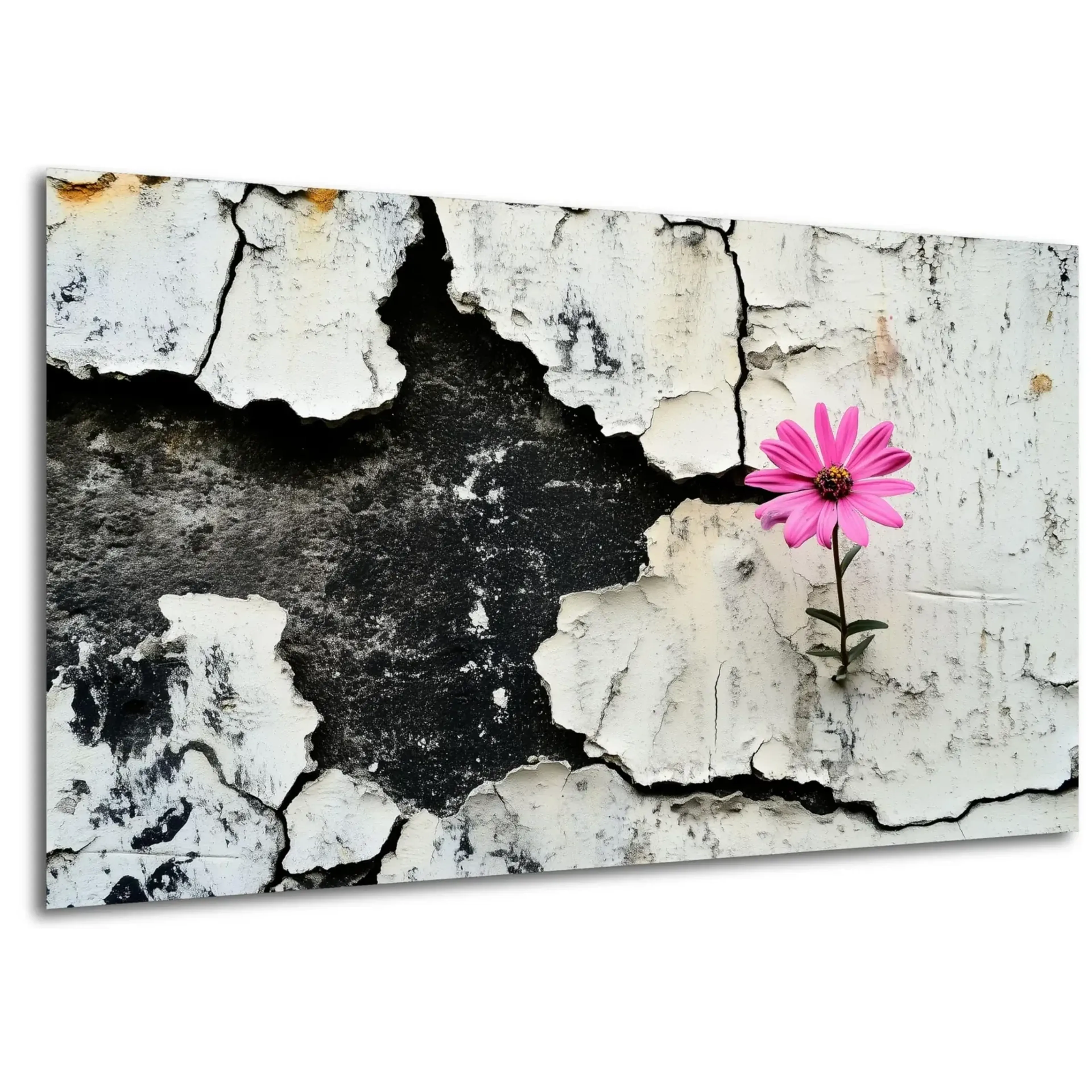 Blüte in der Mauer – Ansicht 5