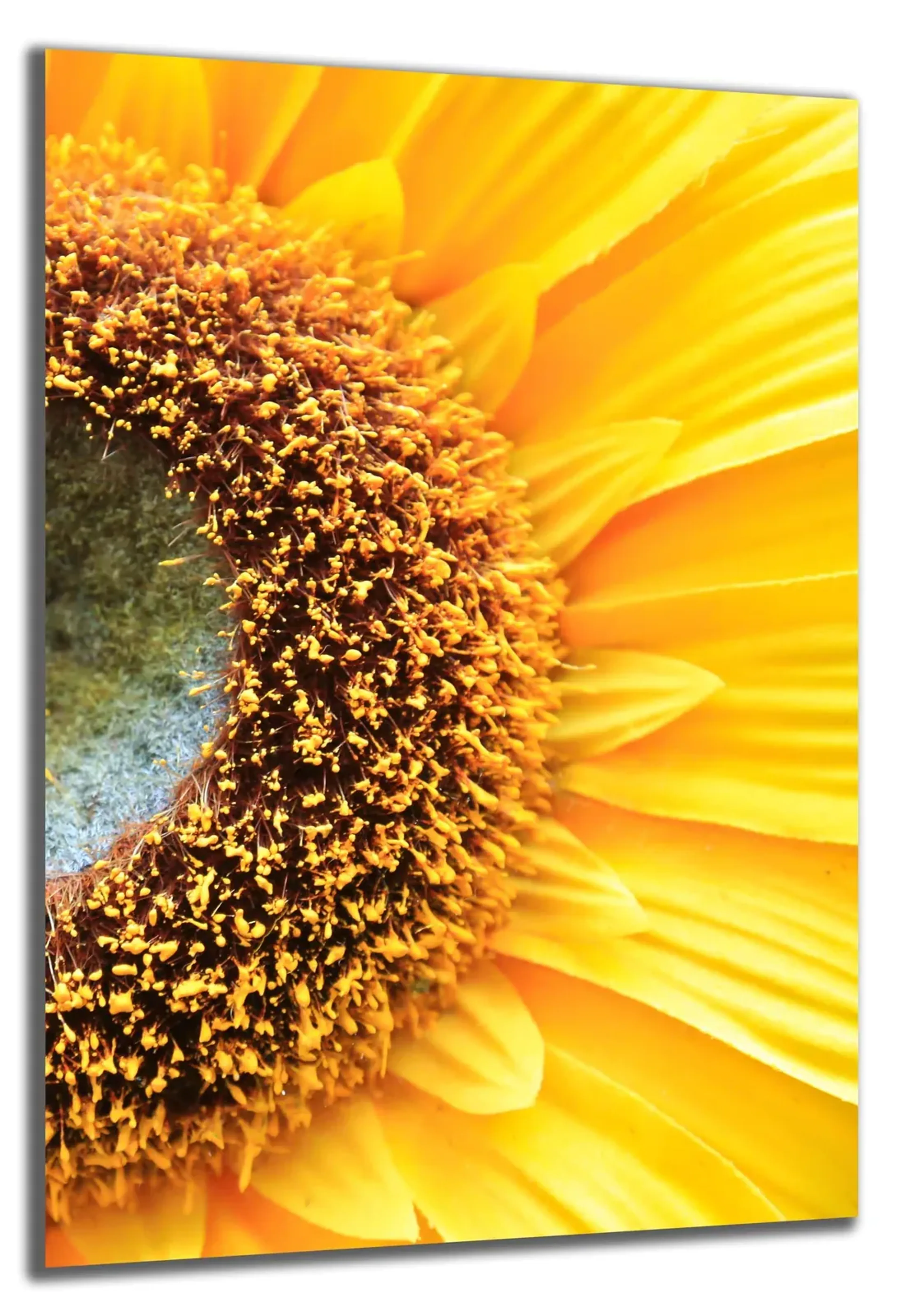 Nahaufnahme Sonnenblume – Ansicht 5