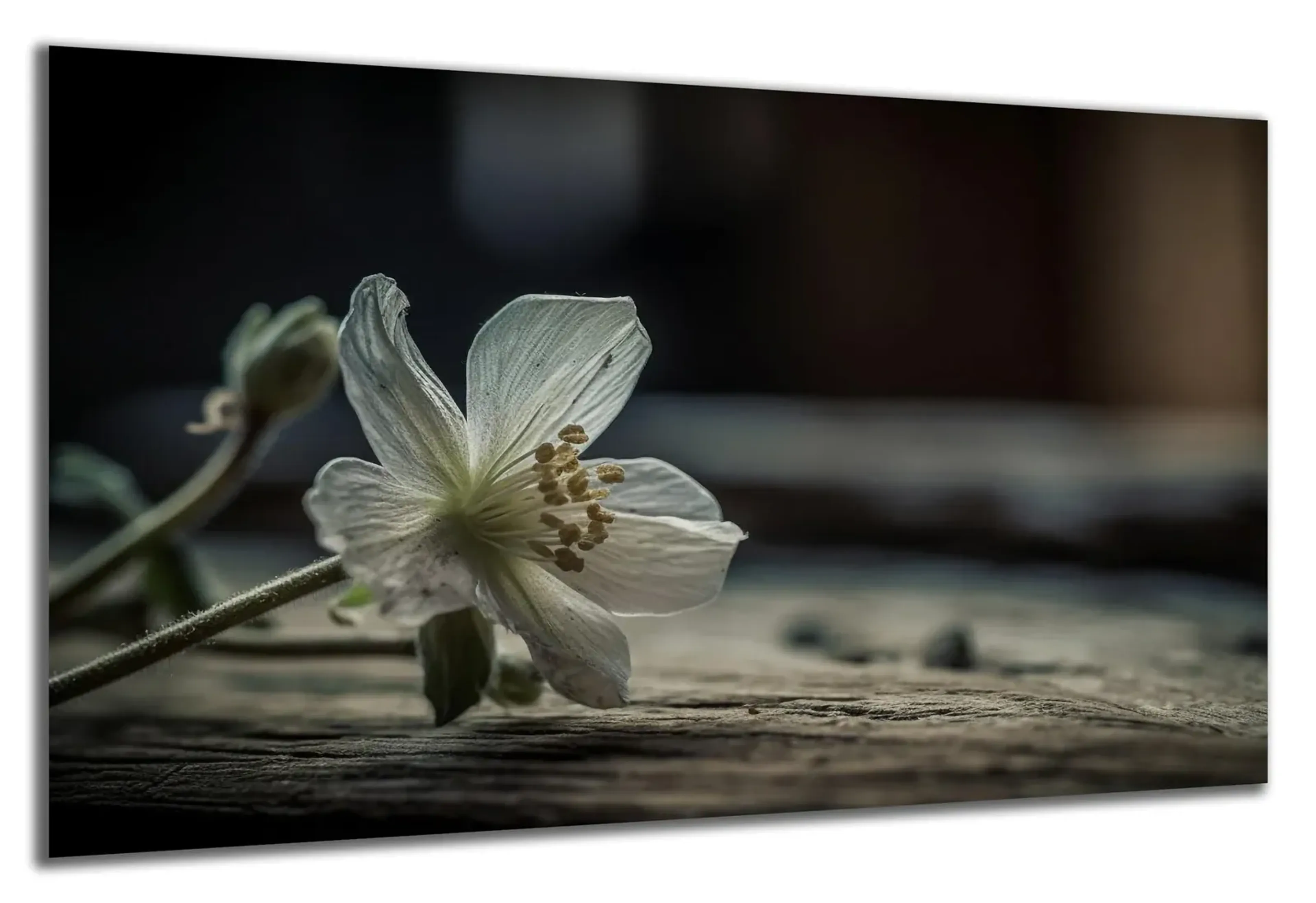 Weiße Blüte auf Holz – Ansicht 4