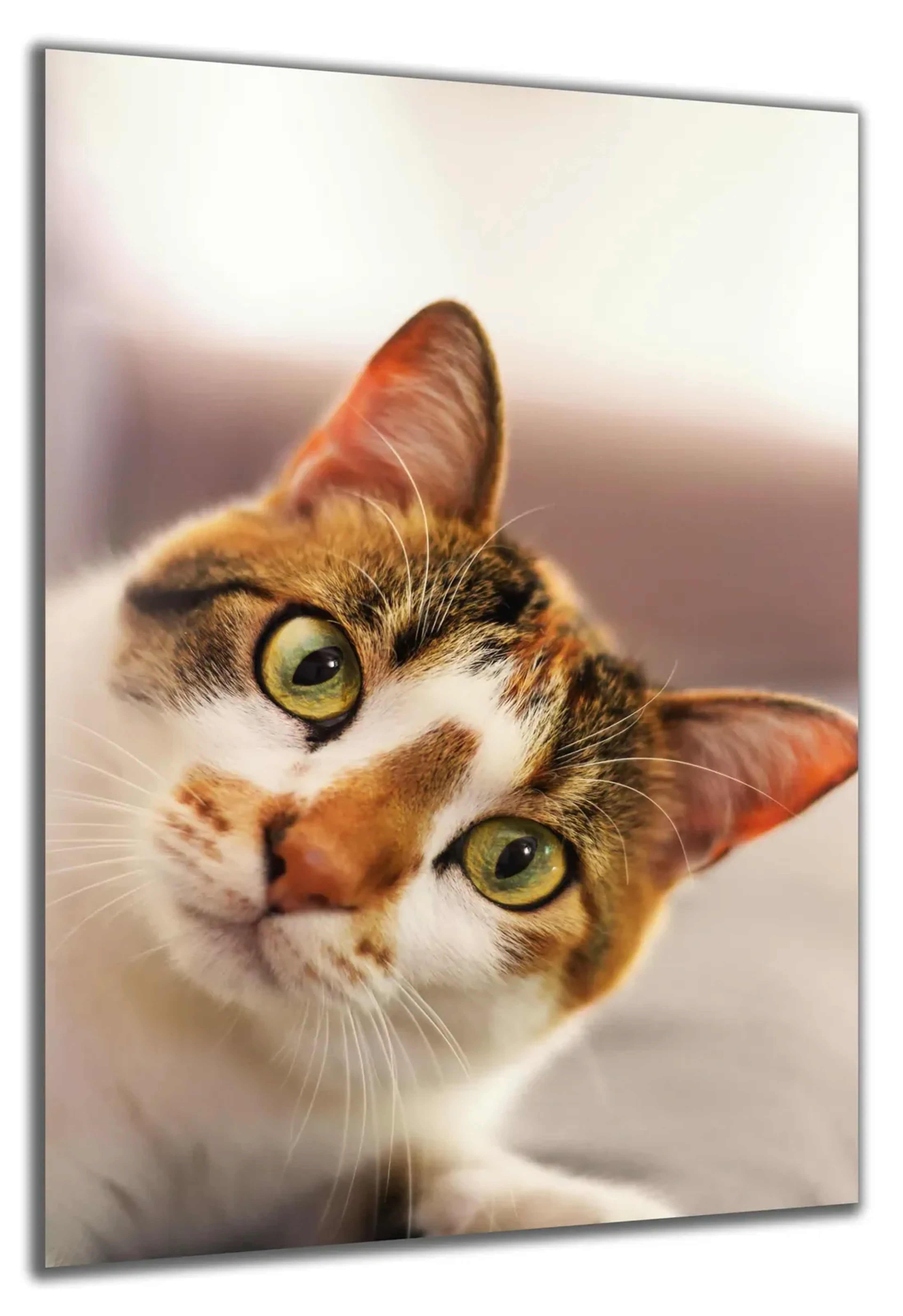 Katze mit schiefem Kopf – Ansicht 5