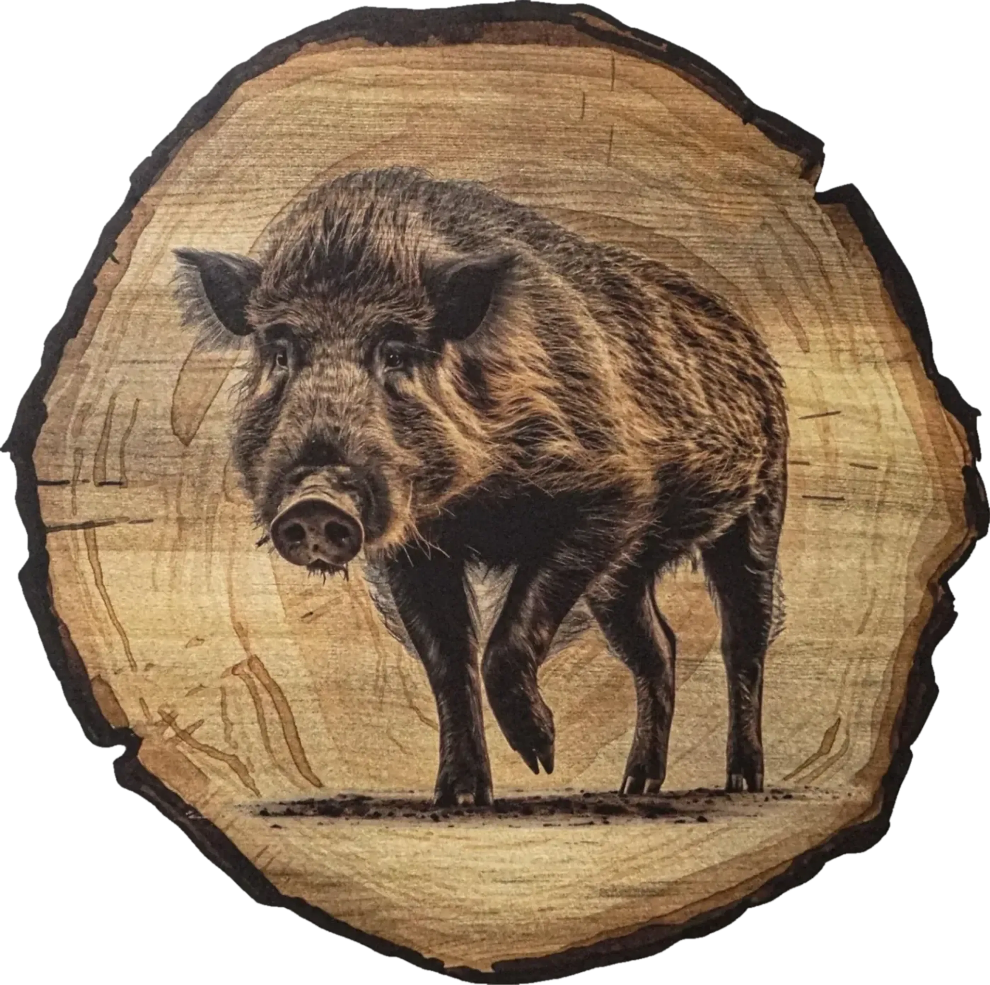 Braunes Wildschwein mit angehobenem Vorderbein auf angedeutetem Boden vor einem Hintergrund in Baumscheibenoptik.