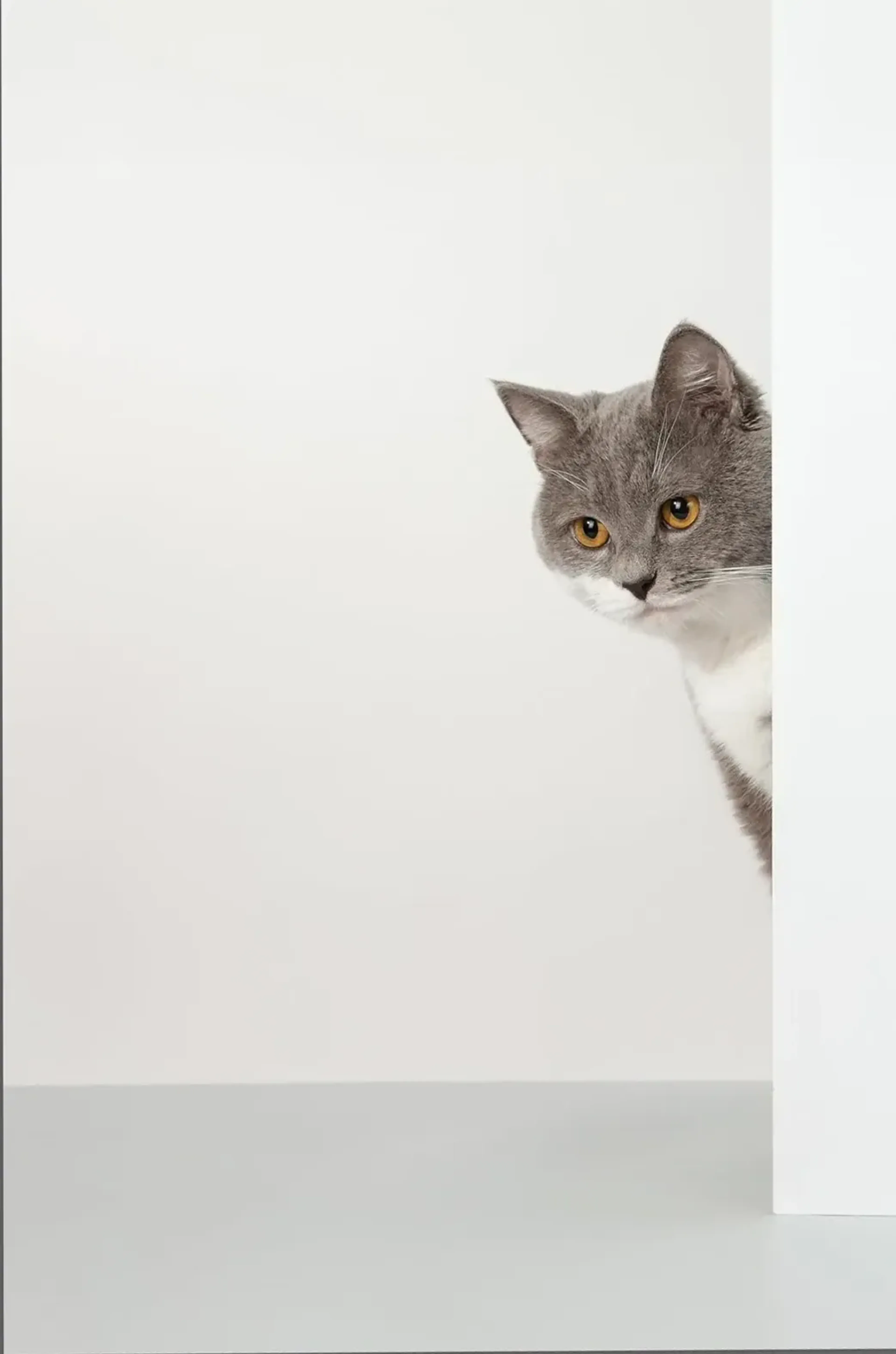 Grau-weiße Katze mit goldgelben Augen schaut am rechten Rand hinter einer weißen Wand hervor.