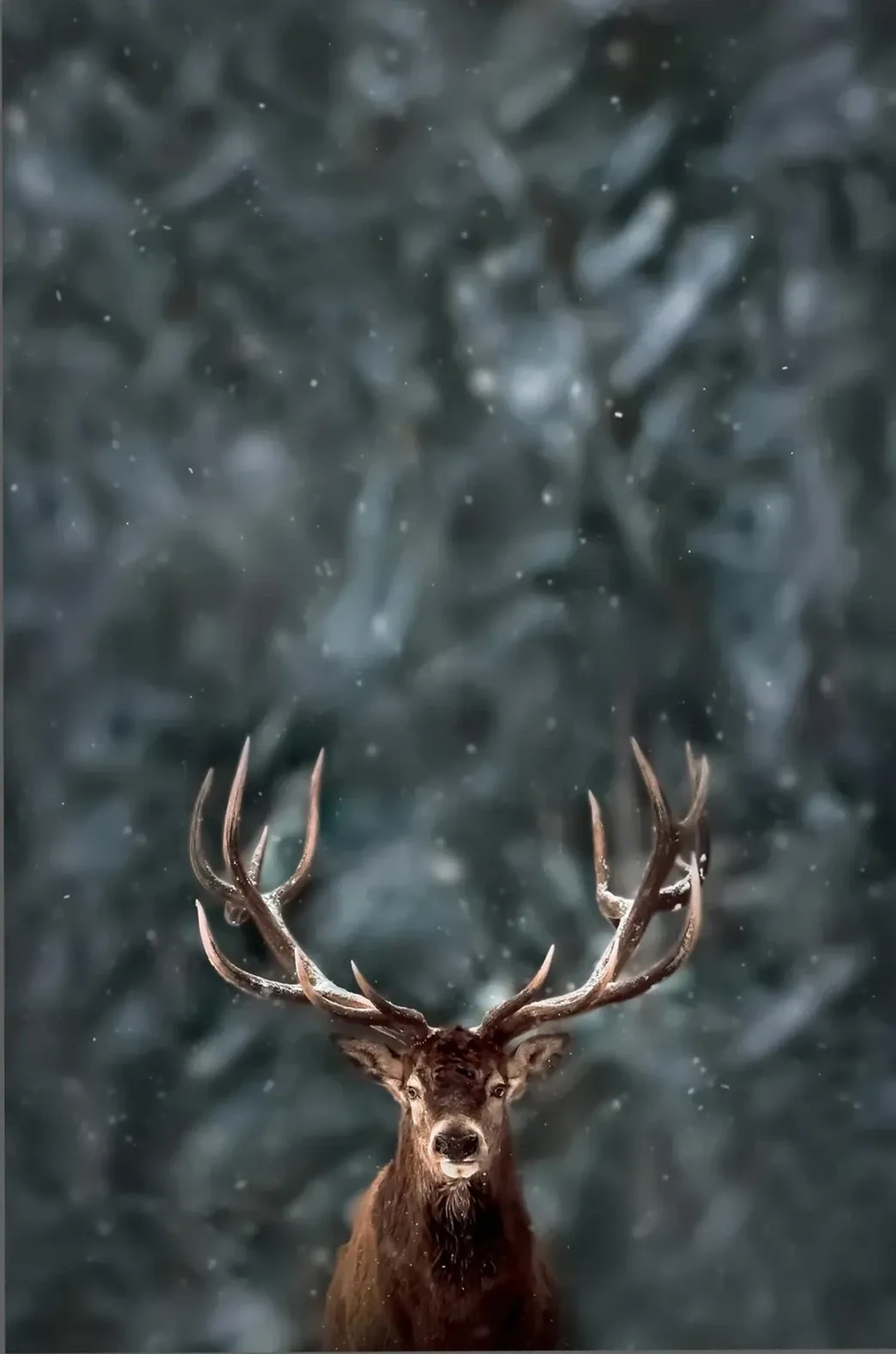 Ein Hirsch mit weit verzweigtem Geweih steht vor einem unscharfen graugrünen Wald im Schneefall.