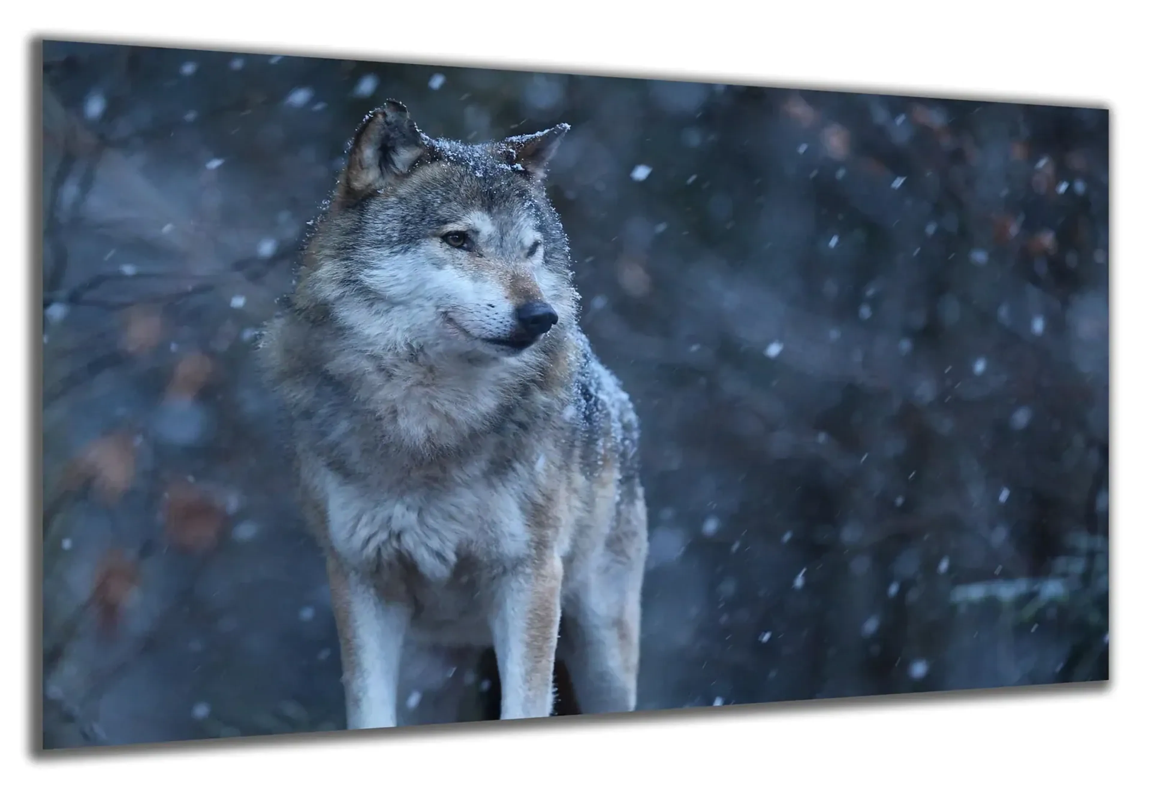 Wolf im Schnee – Ansicht 5