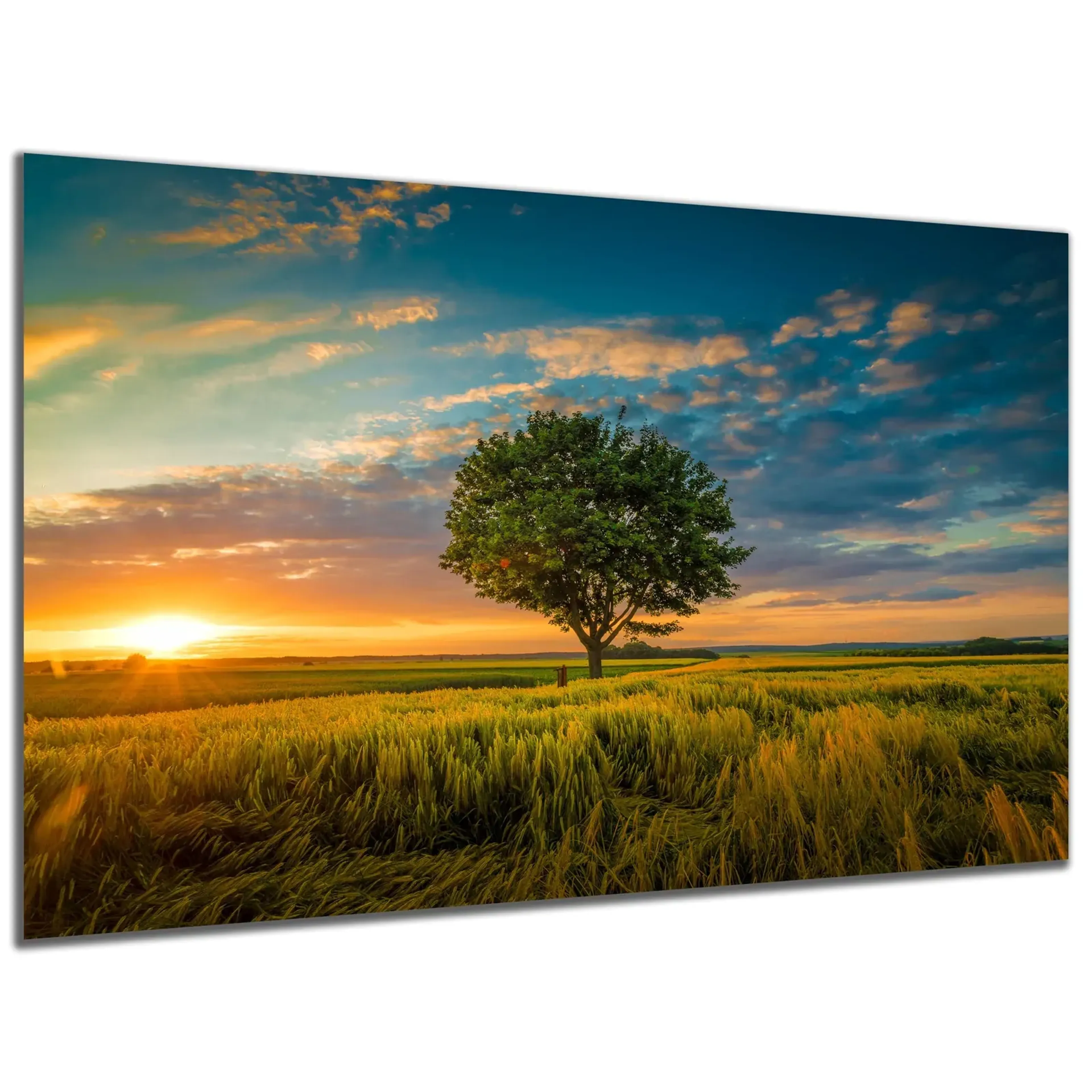 Baum im goldenen Feld – Ansicht 5