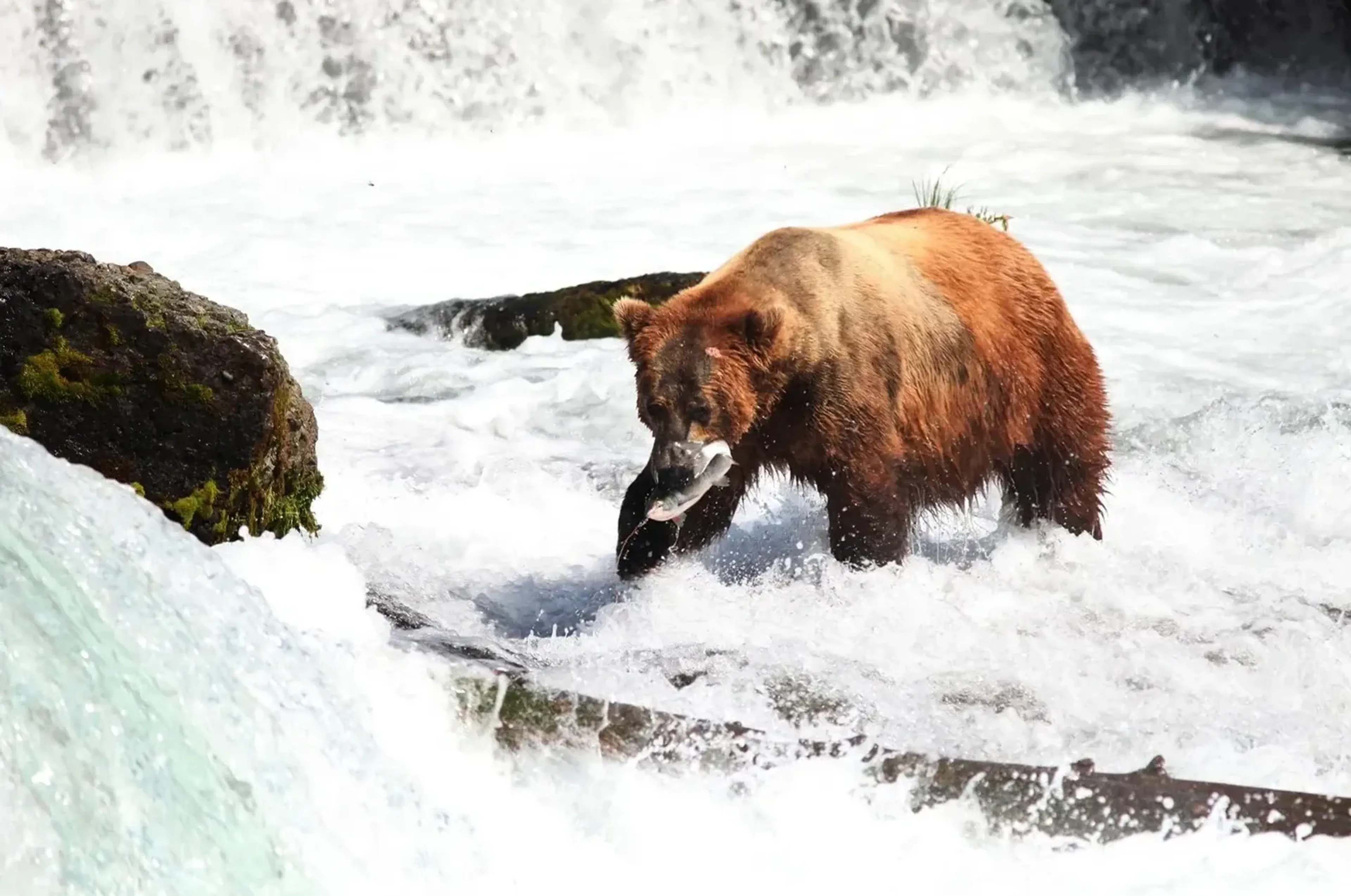 Braunbär mit einem Fisch im Maul in schäumendem Wasser zwischen dunklen Felsen.