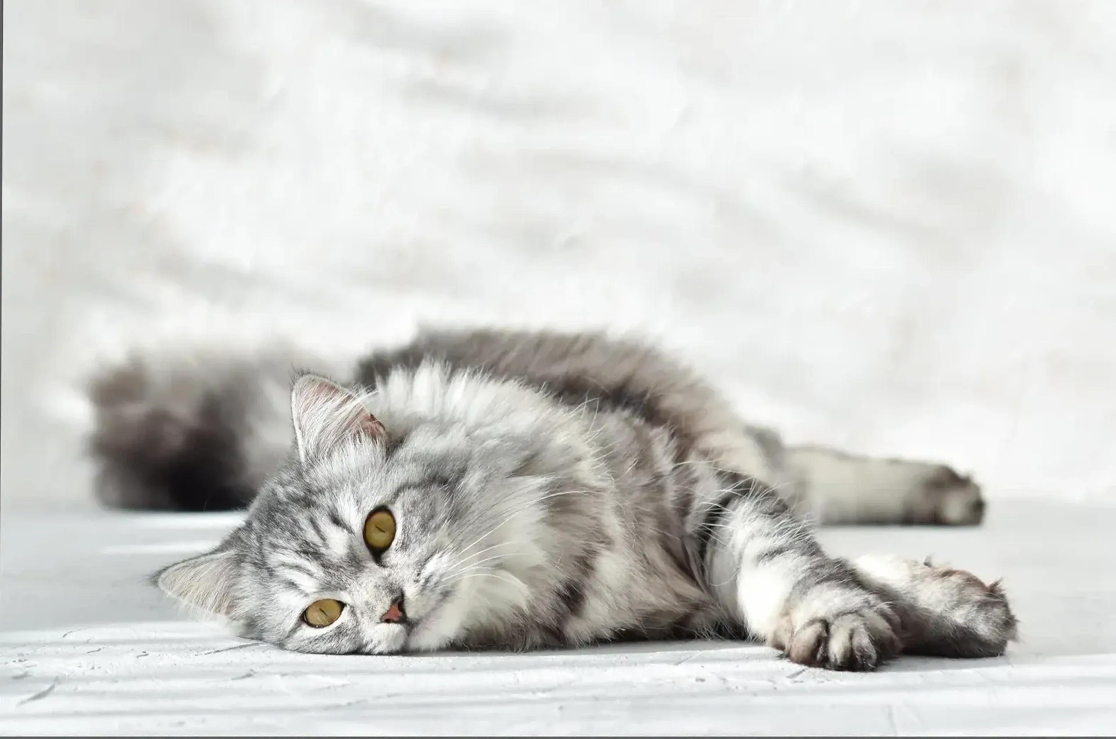 Silbergrau getigerte Langhaarkatze liegt mit seitlich abgelegtem Kopf und ausgestreckter Vorderpfote auf hellem Grund.
