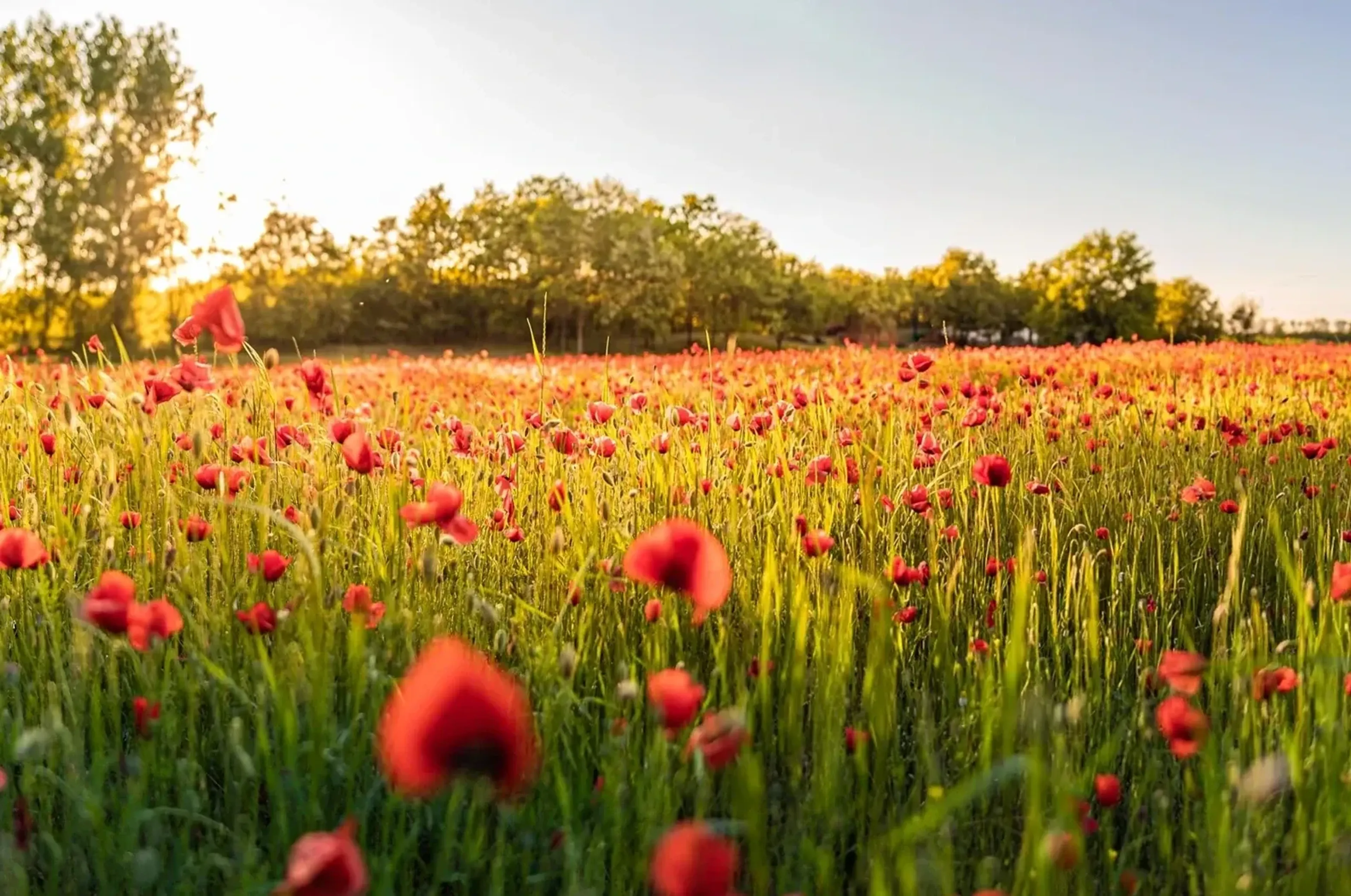 Rote Mohnblumen zwischen grünen Halmen, dahinter eine Baumreihe im warmen Sonnenlicht.