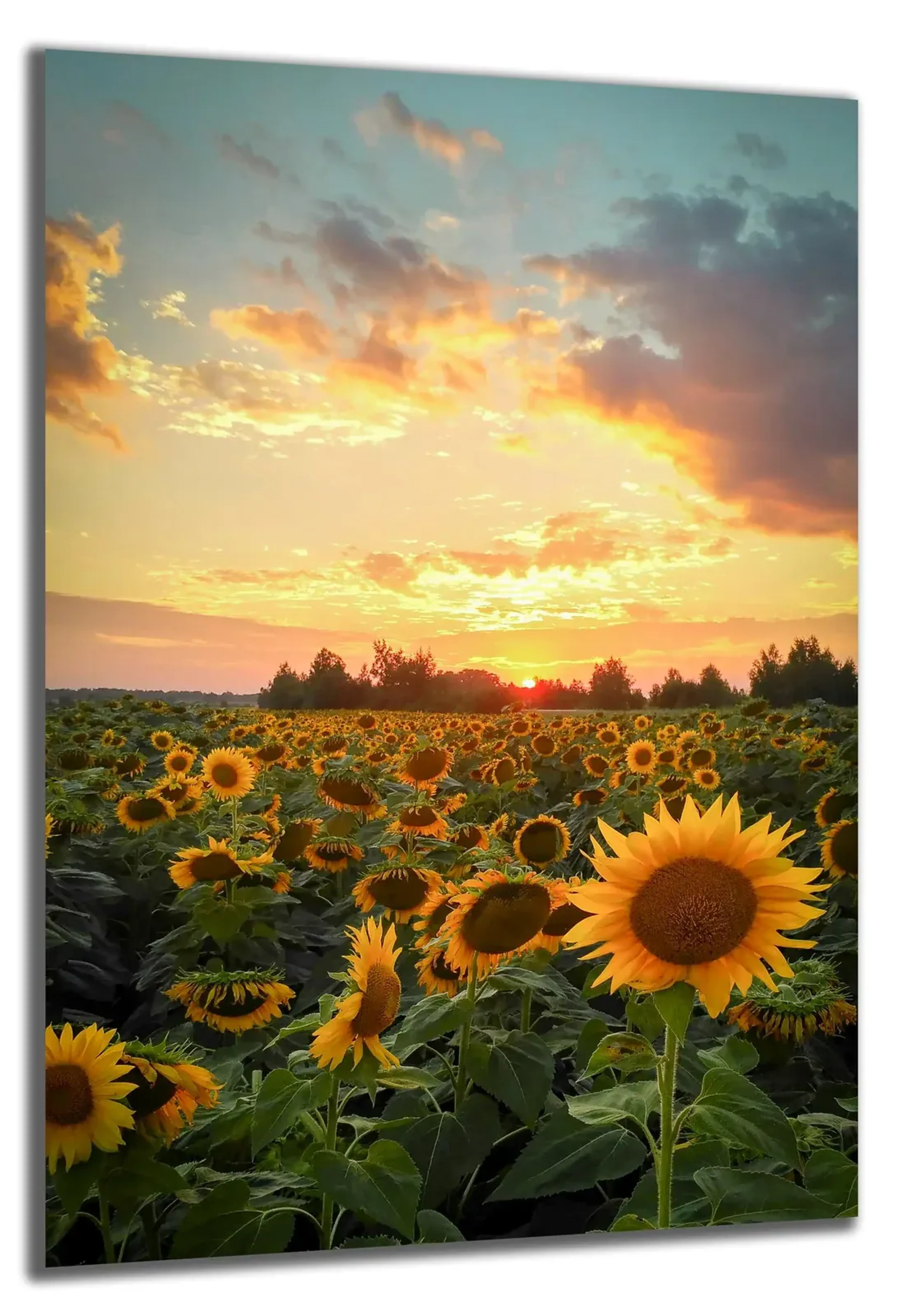 Sonnenblumen im Sonnenuntergang – Ansicht 5