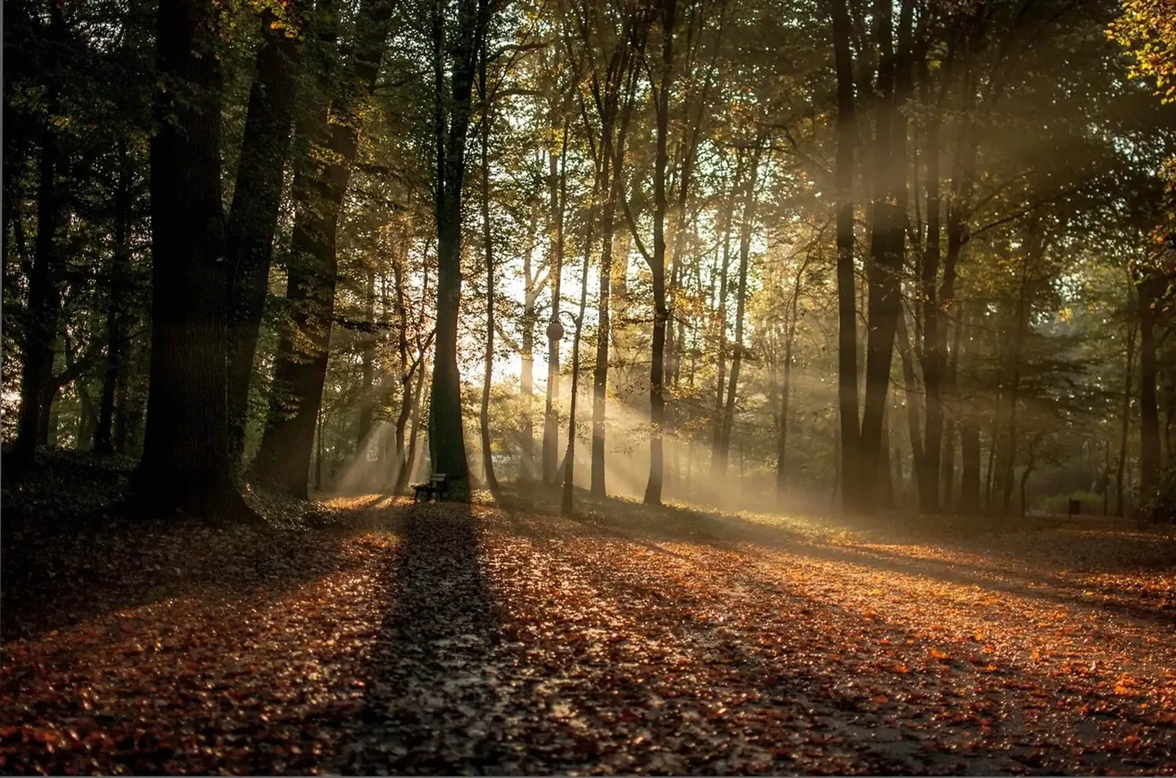 Sonnenstrahlen fallen zwischen hohen Bäumen auf Herbstlaub; eine kleine Bank steht links der Mitte.