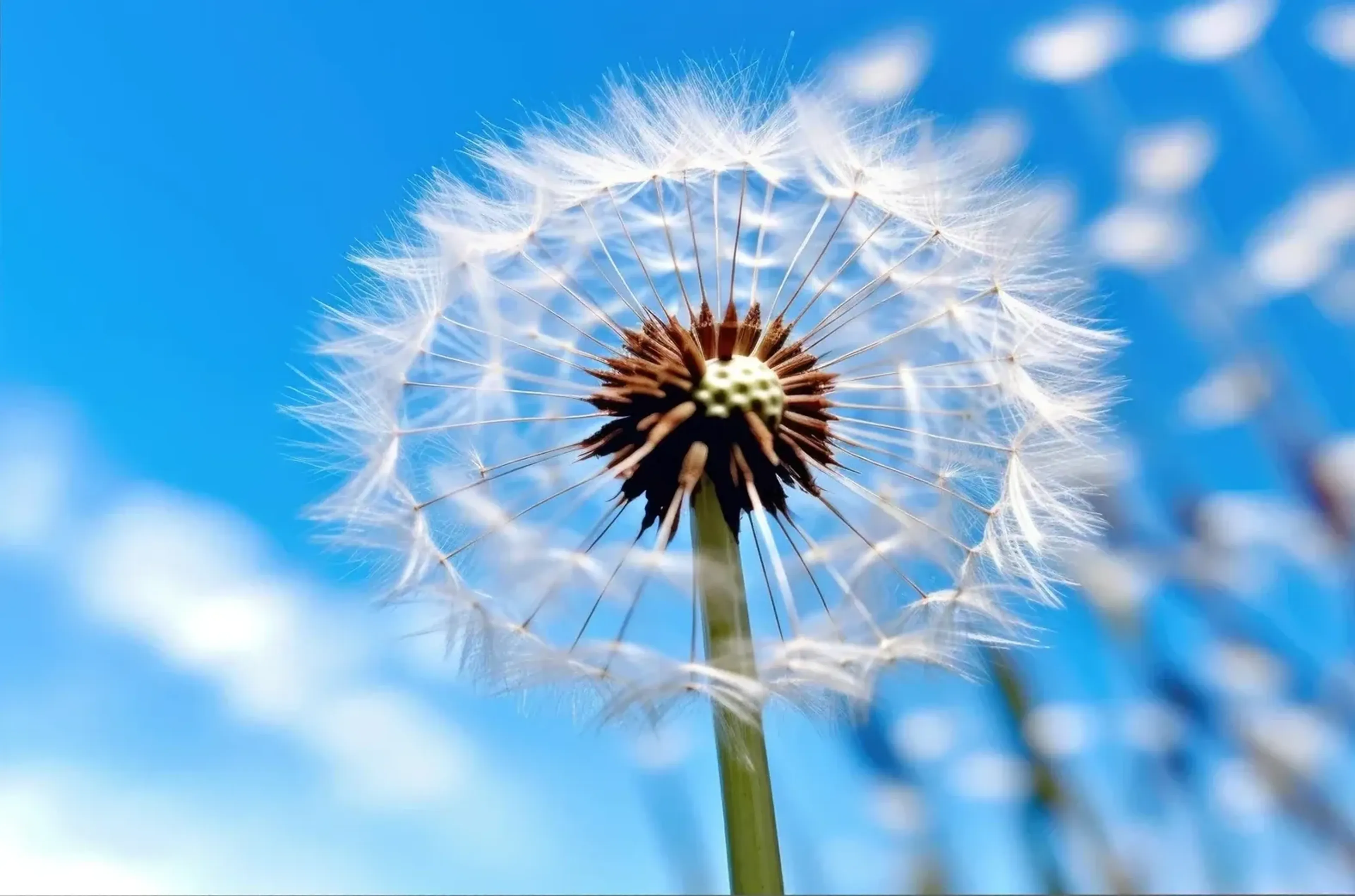 Nahansicht einer Pusteblume mit weißen Samenschirmchen und dunkler Mitte vor leuchtend blauem Hintergrund.