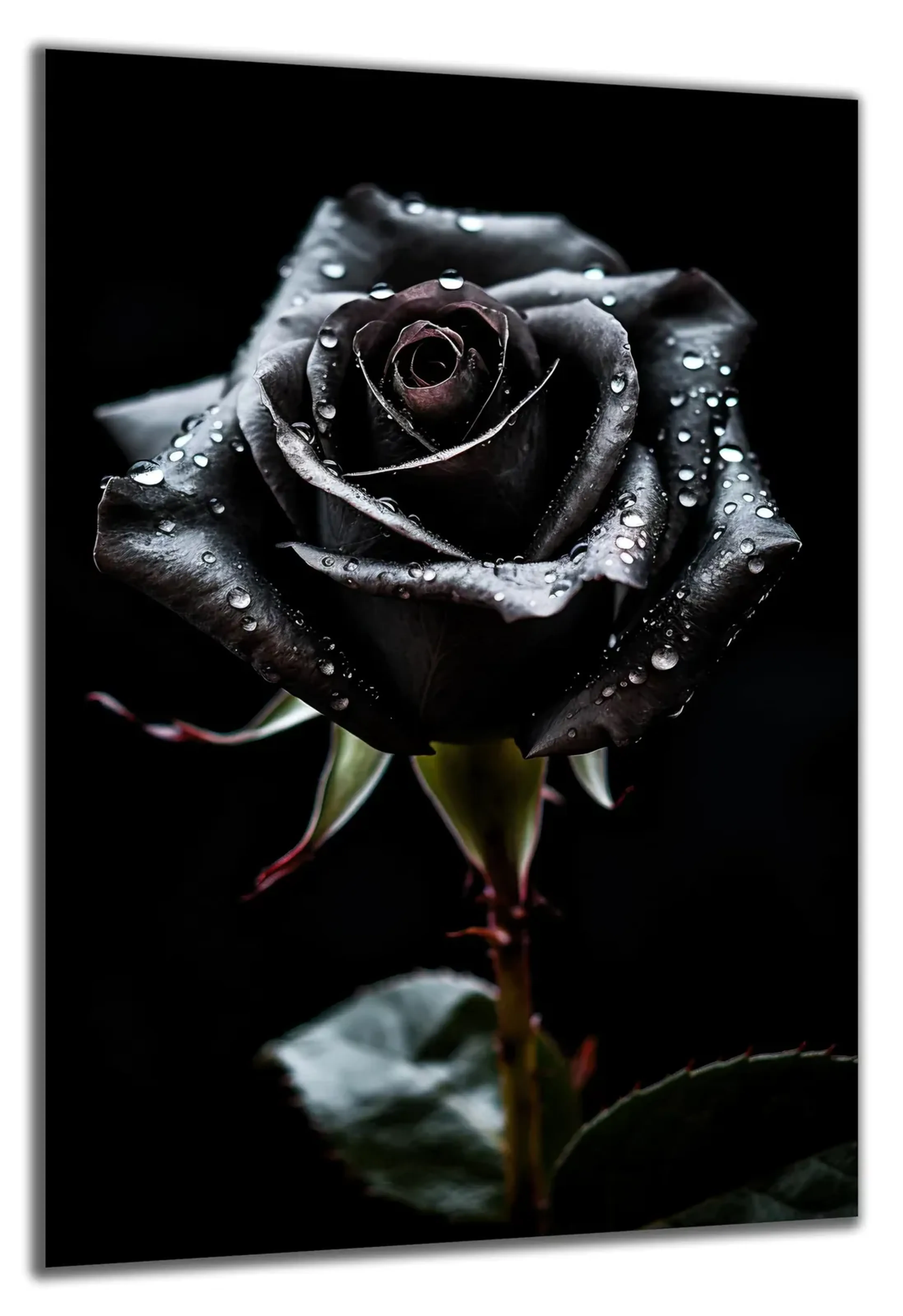 Schwarze Rose – Ansicht 5