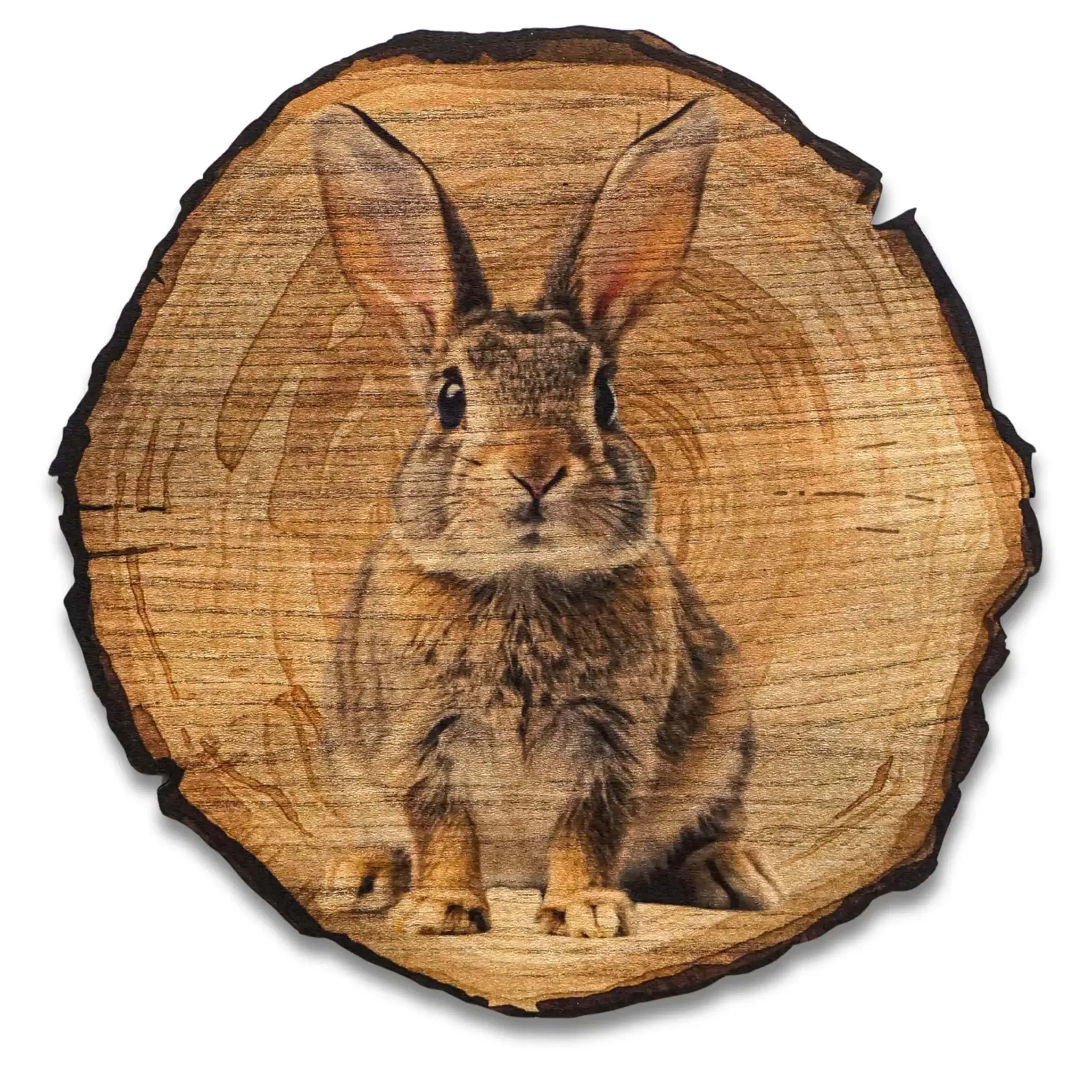 Hase mit langen Ohren – Ansicht 5