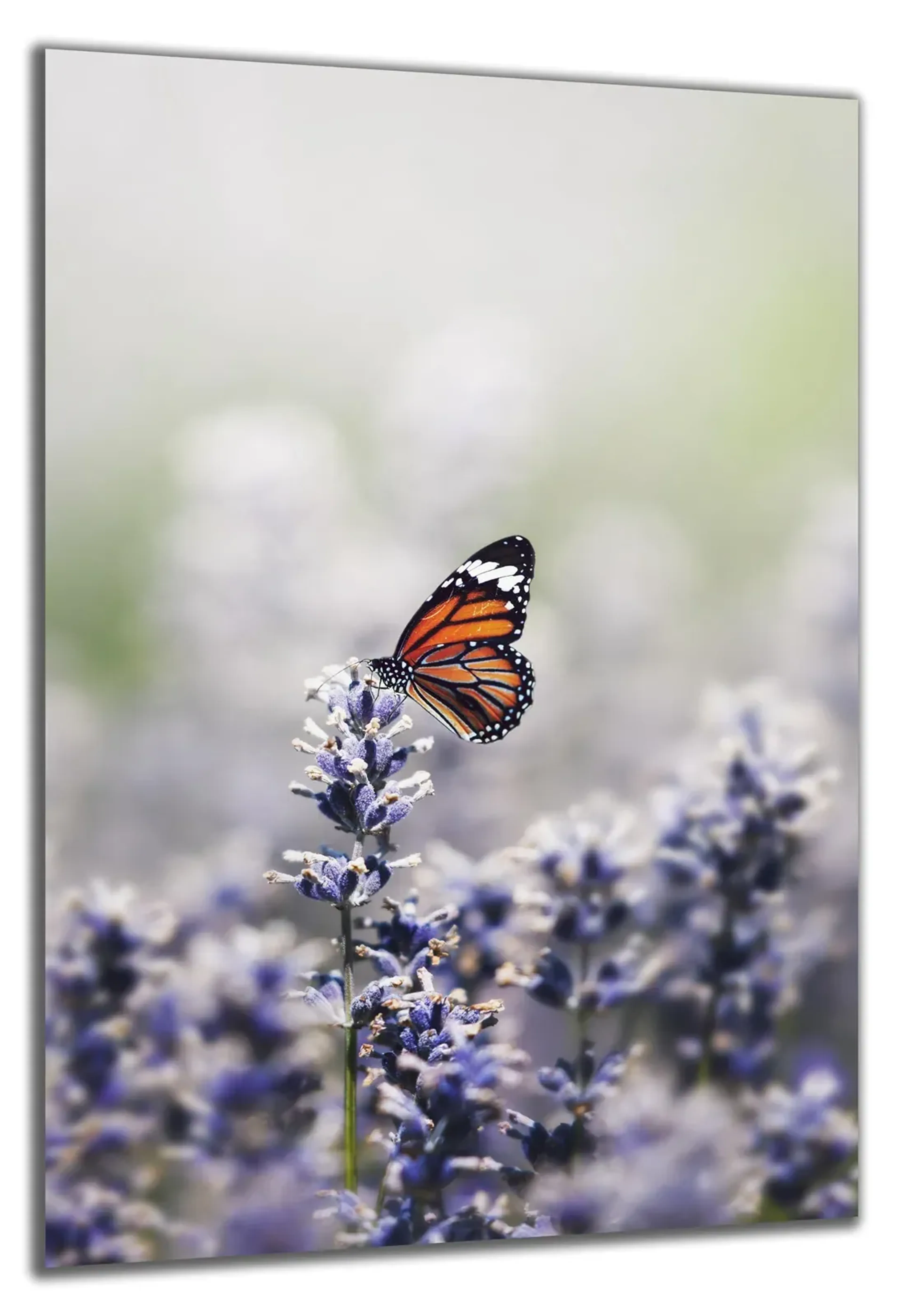 Schmetterling auf Lavendel – Ansicht 5