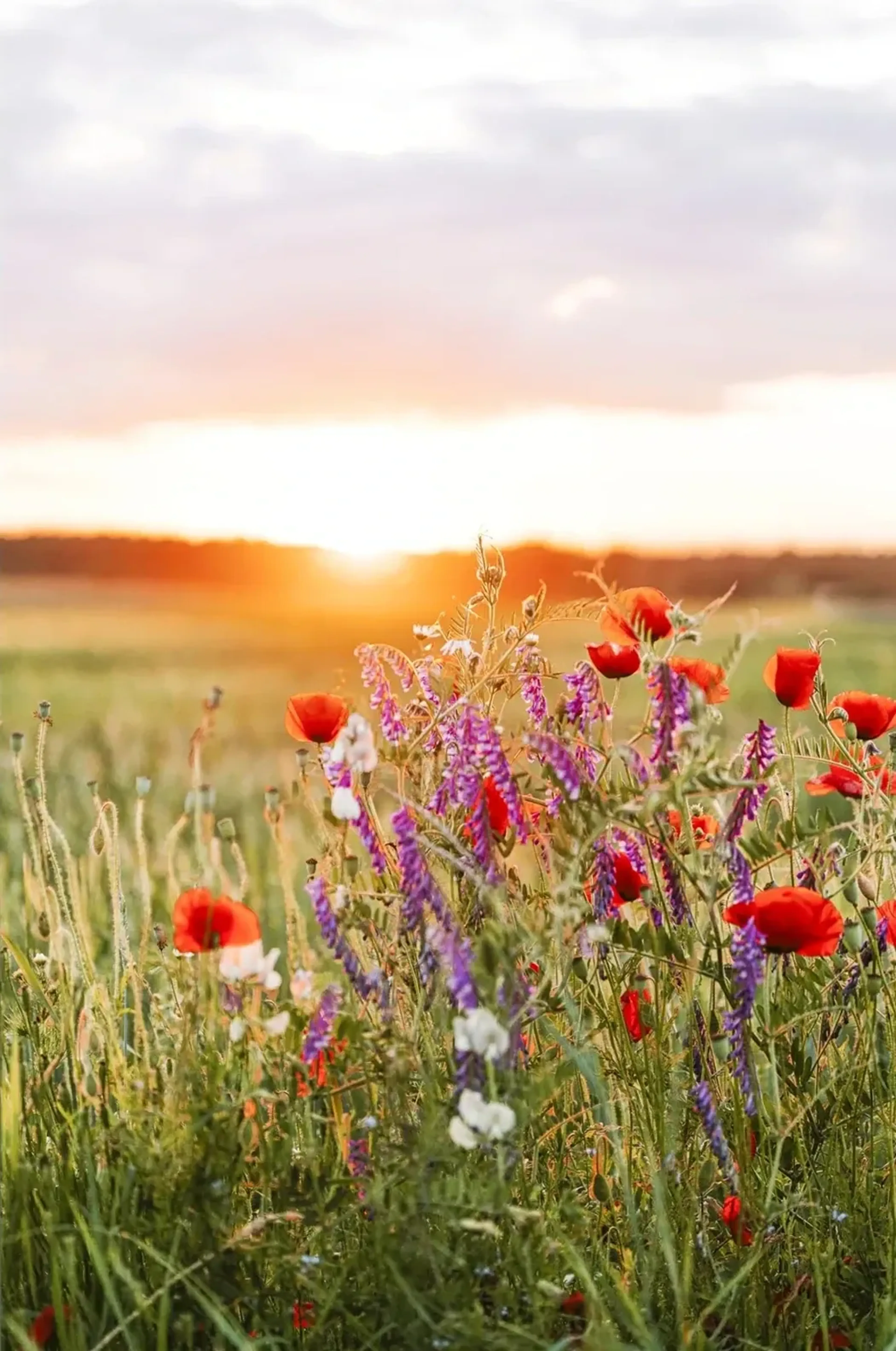 Roter Mohn und violette Wiesenblumen vor einer tief stehenden Sonne unter einem rosa-grauen Himmel.