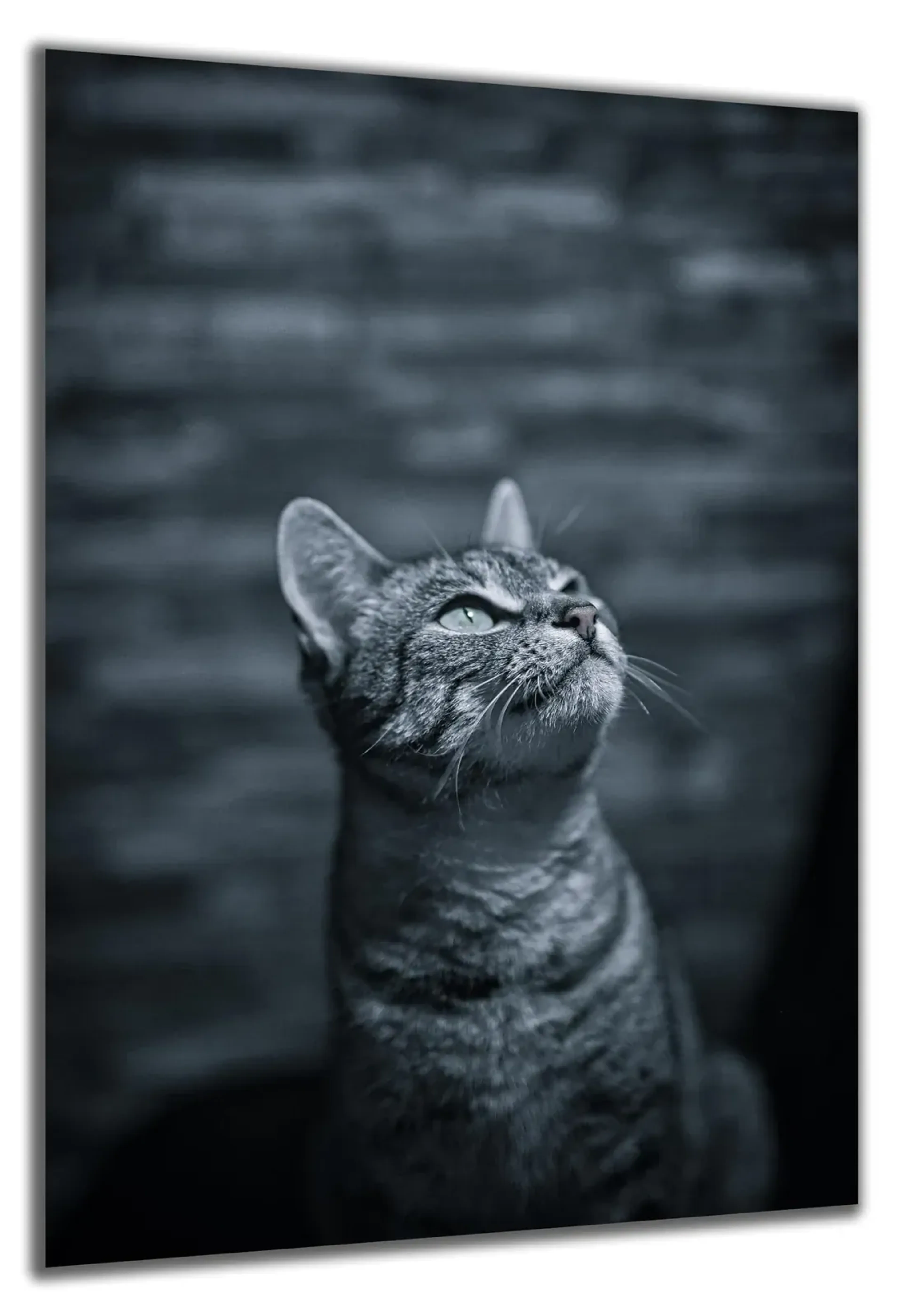 Katze blickt nach oben – Ansicht 5