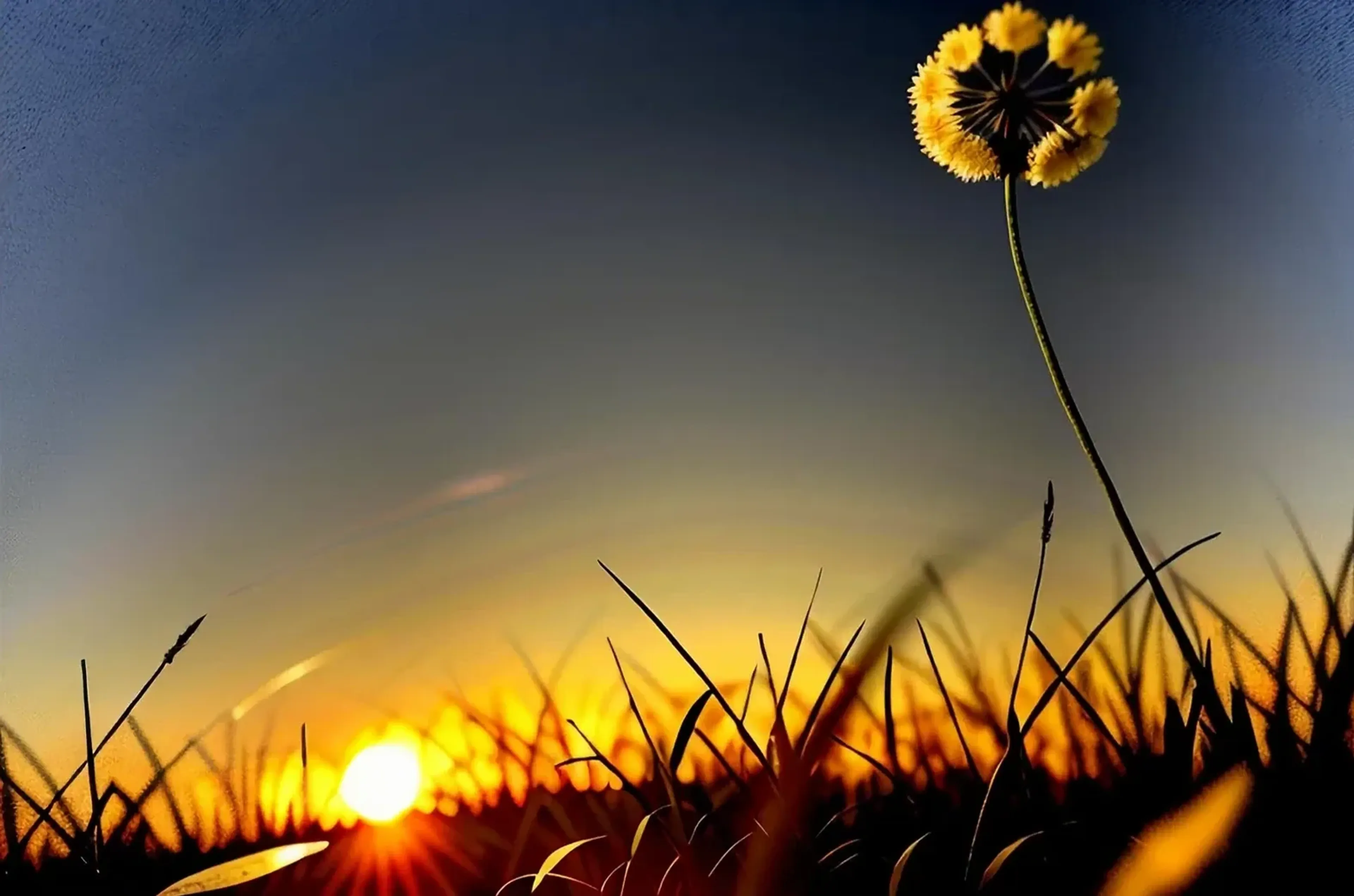 Gelbe Blüte an einem langen Stängel über dunklen Gräsern, dahinter eine tief stehende Sonne und blaugoldener Himmel.