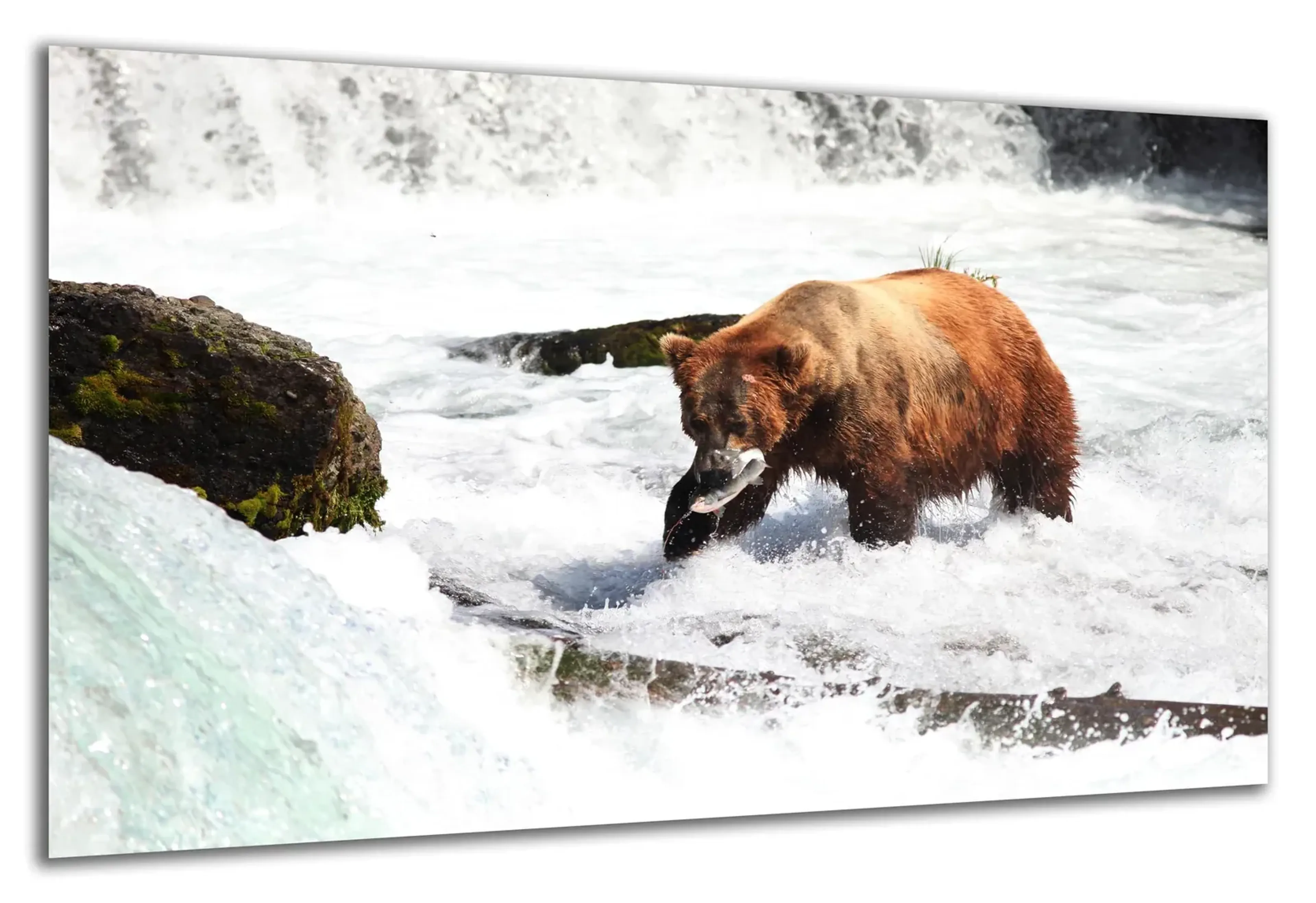Braunbär beim Fischfang – Ansicht 5