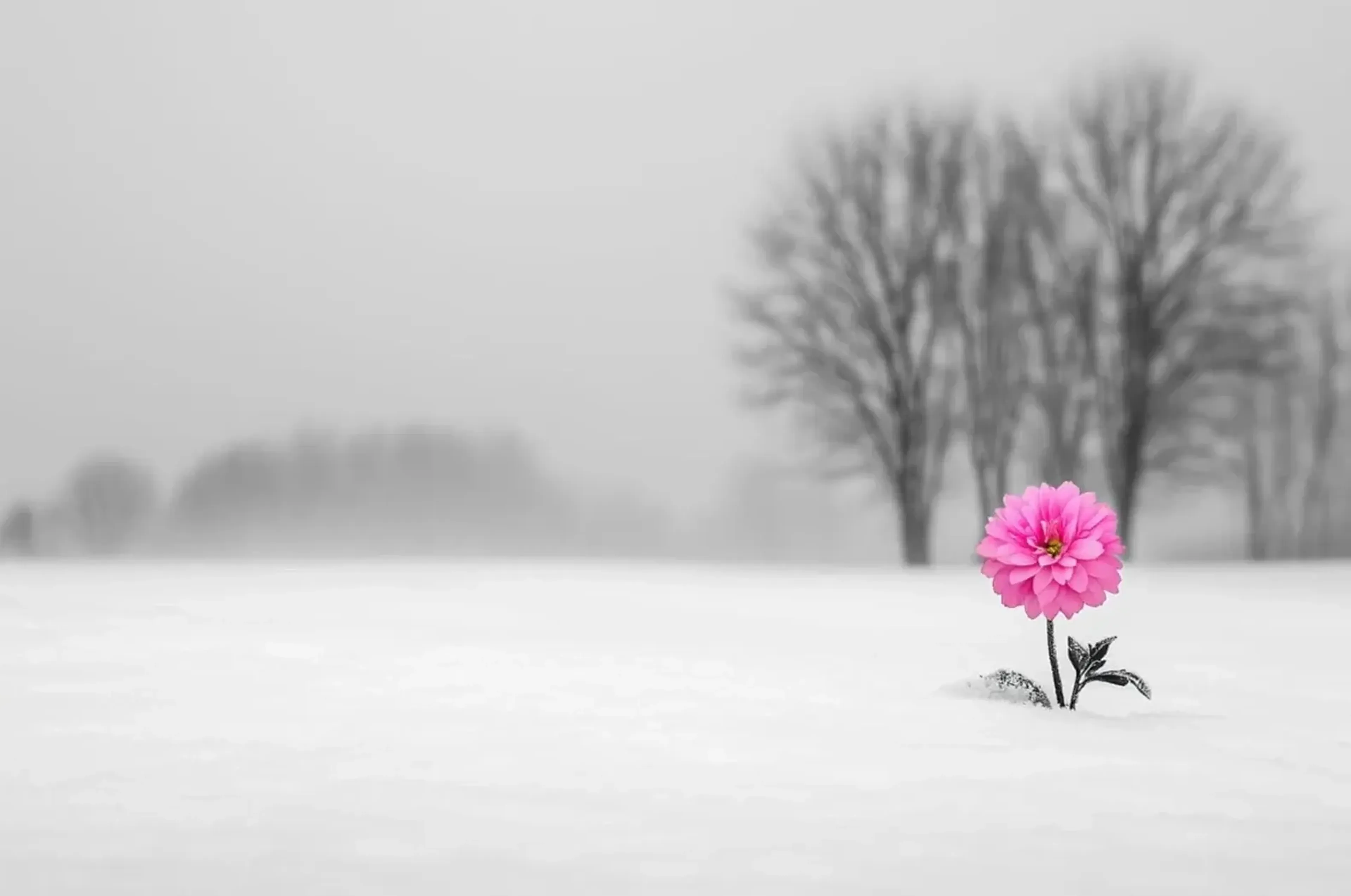 Eine pinke Blüte steht im Schnee vor unscharfen kahlen Bäumen in einer grauweißen Winterlandschaft.