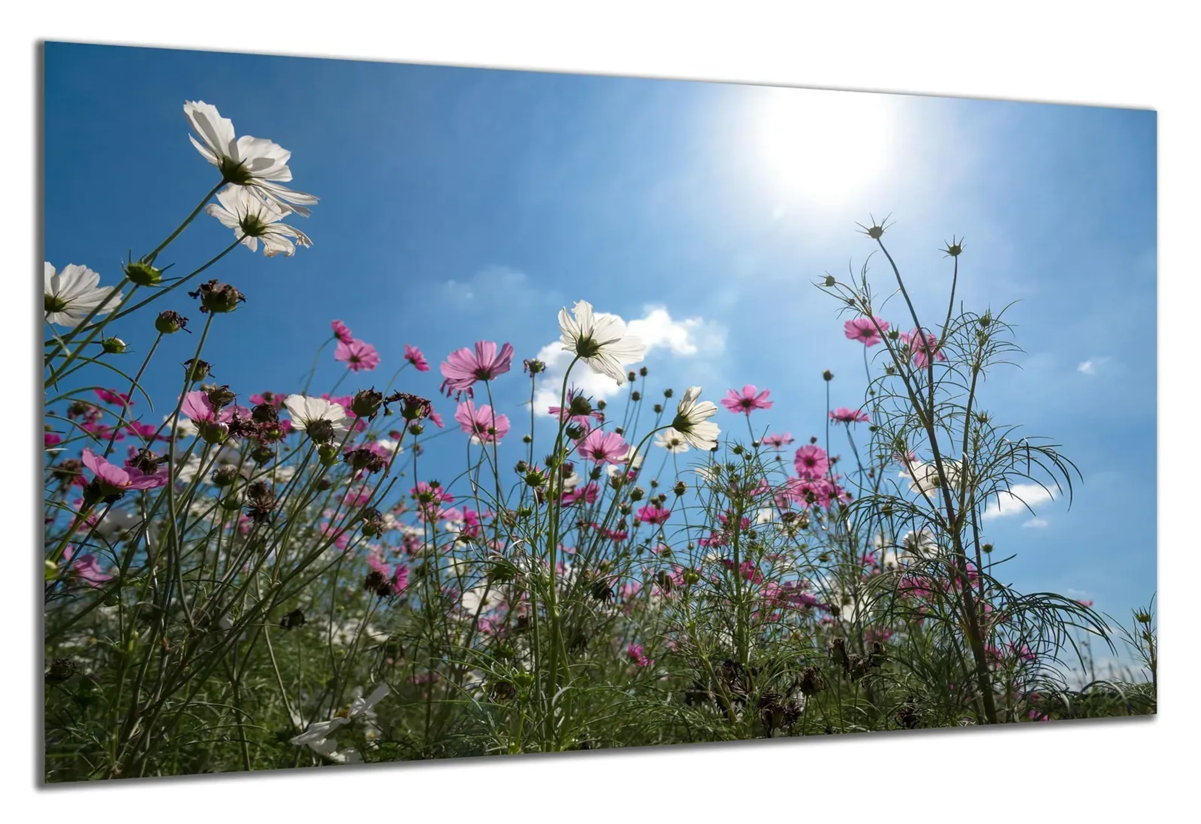 Blumenwiese von unten – Ansicht 5
