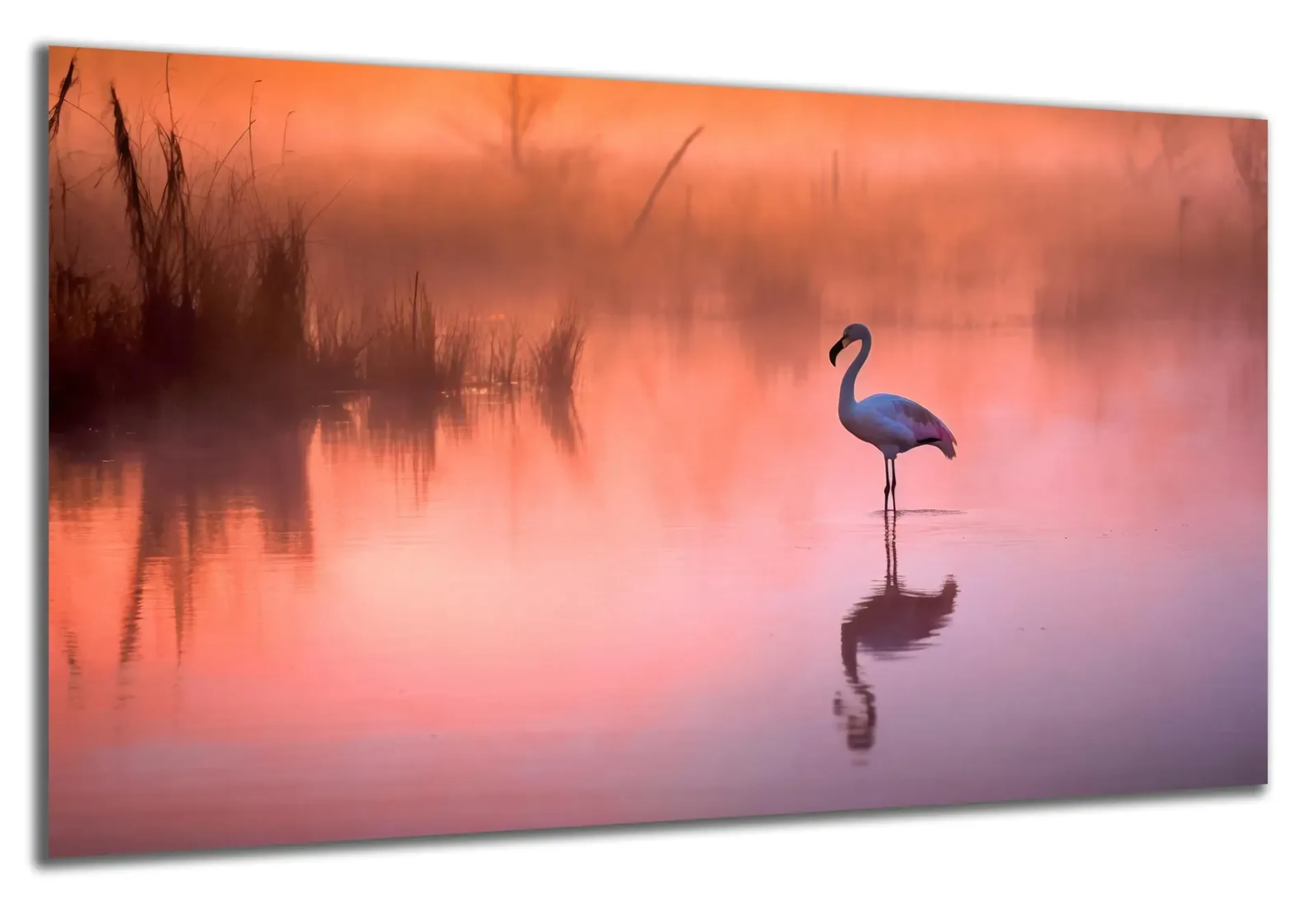 Flamingo im Wasser – Ansicht 5