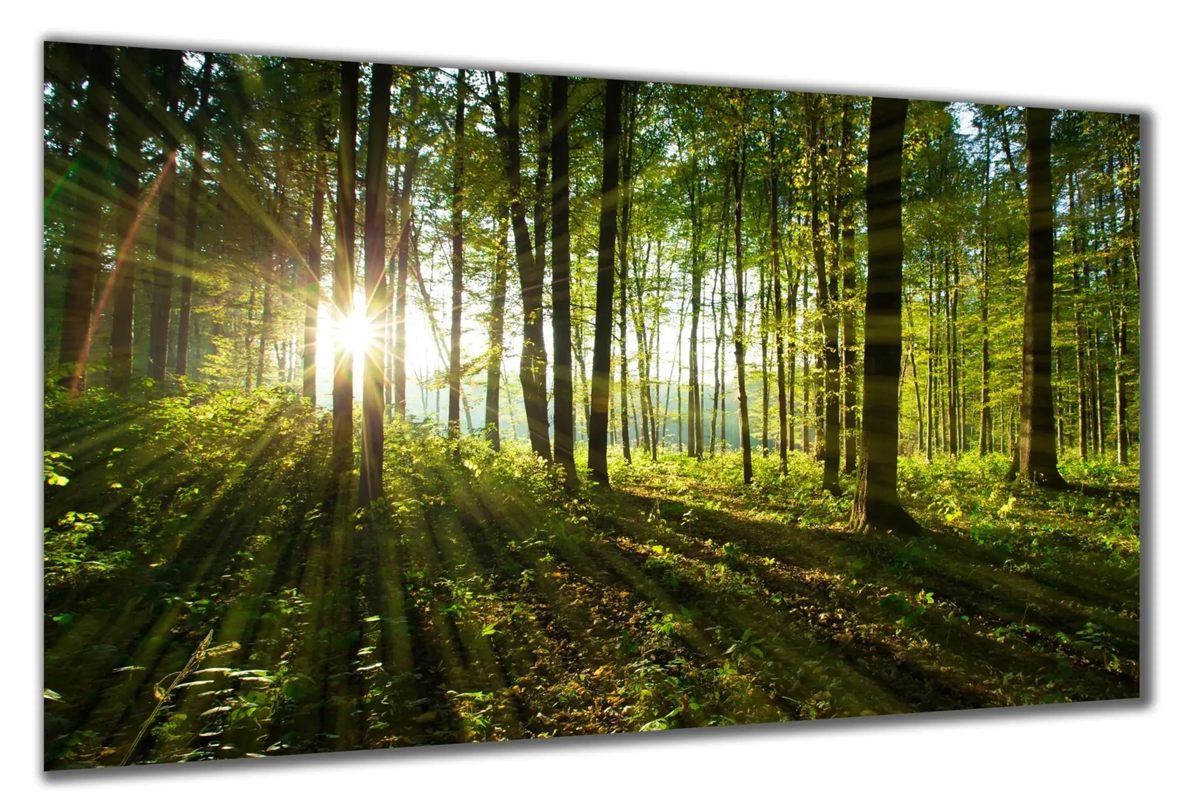 Sonnenstrahlen zwischen Bäumen – Ansicht 5
