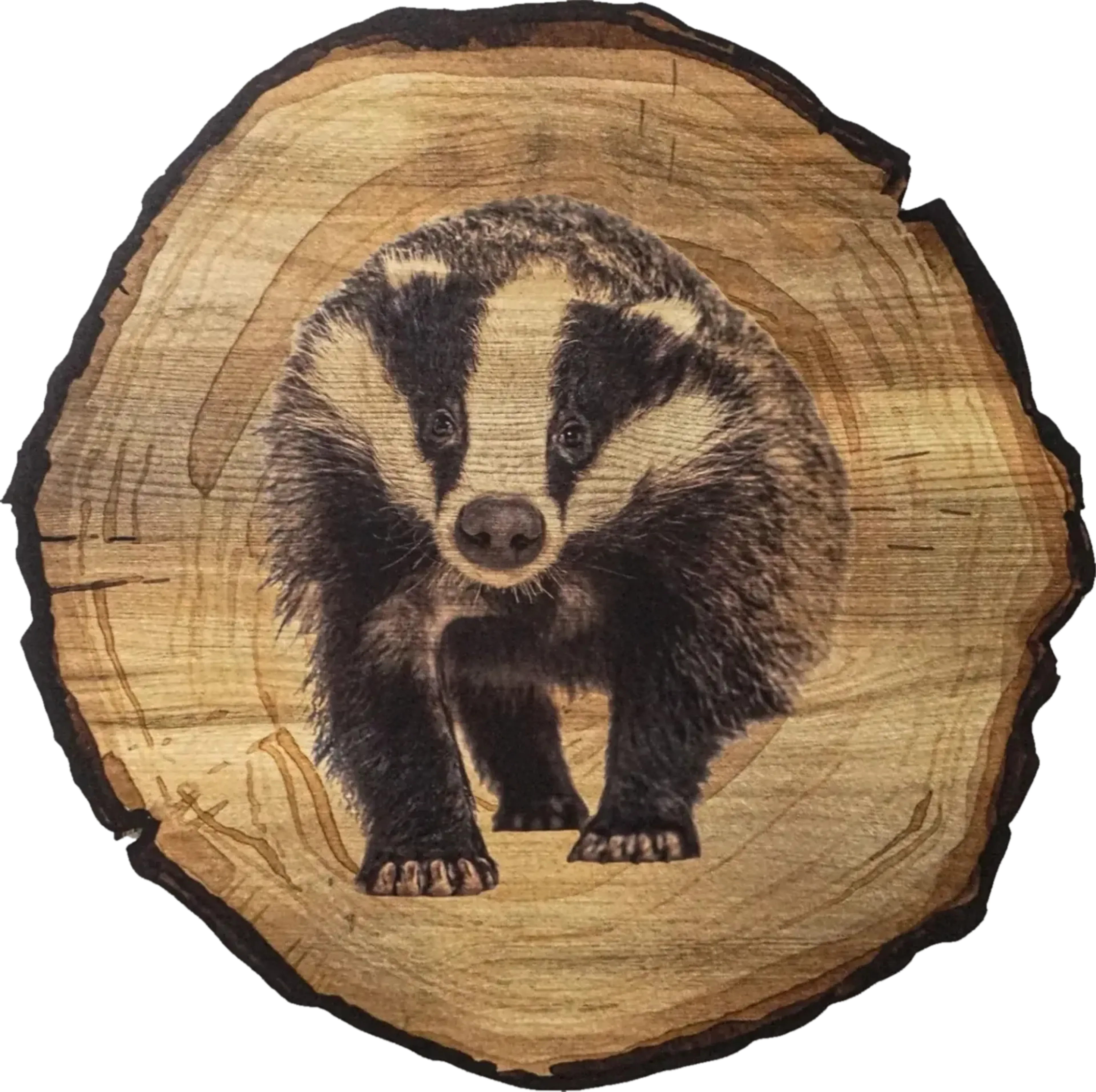 Dachs mit schwarz-cremefarbenen Gesichtsstreifen vor einer runden Holzoptik mit dunklem Rand.