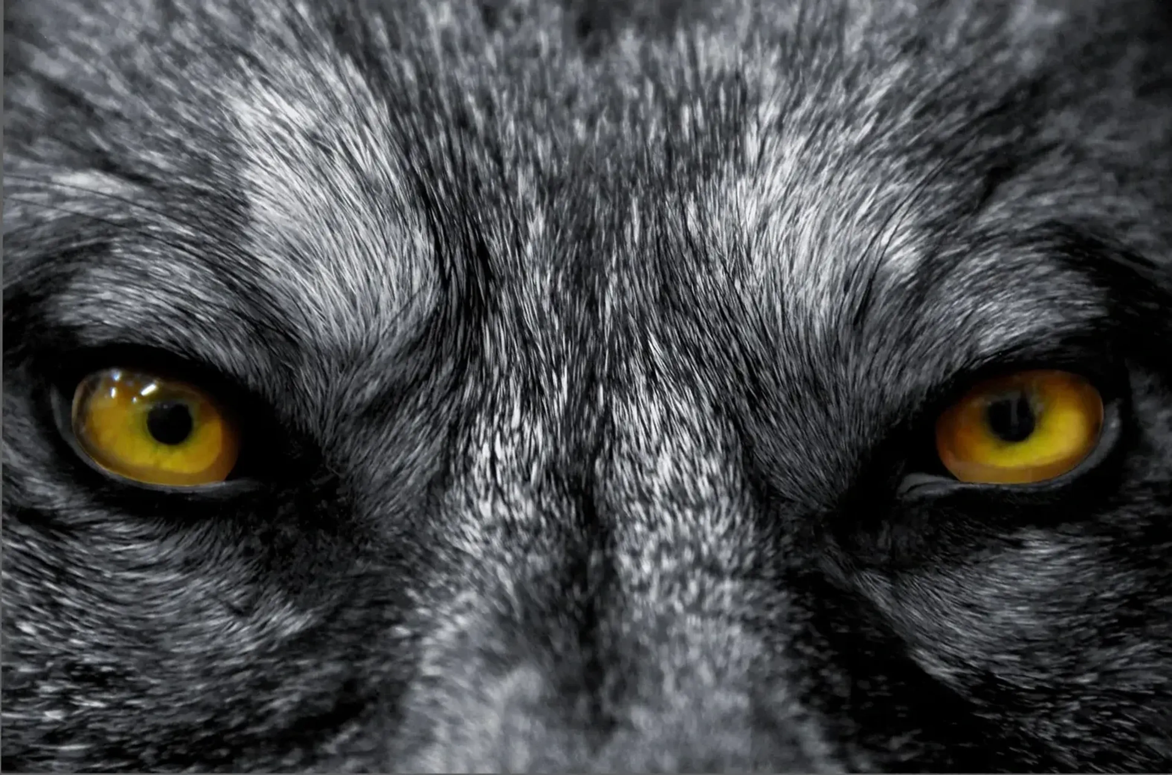 Nahaufnahme eines Wolfsgesichts mit goldgelben Augen und dichtem Fell in Grau und Schwarz.