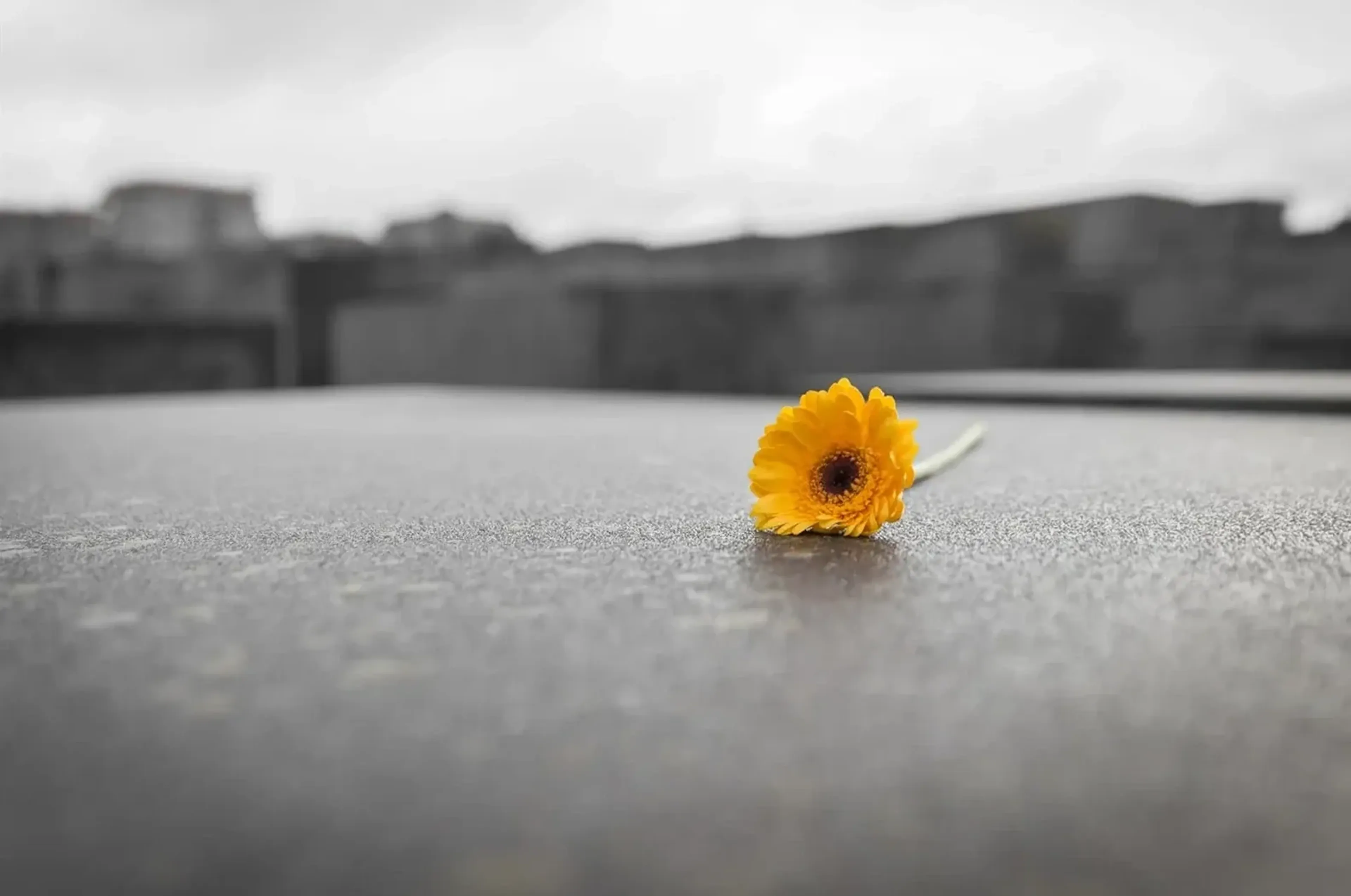 Eine gelbe Blüte liegt auf einem grauen Grabstein vor unscharfem, schwarz-weißem Hintergrund.